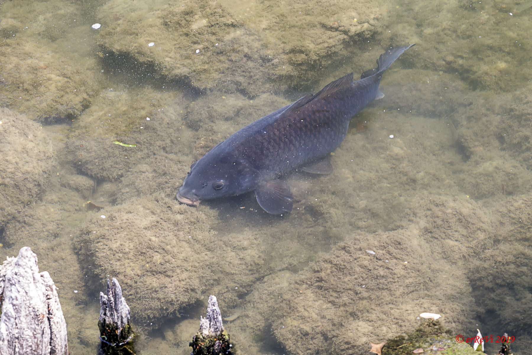 Fish watching (Carpa Queen)