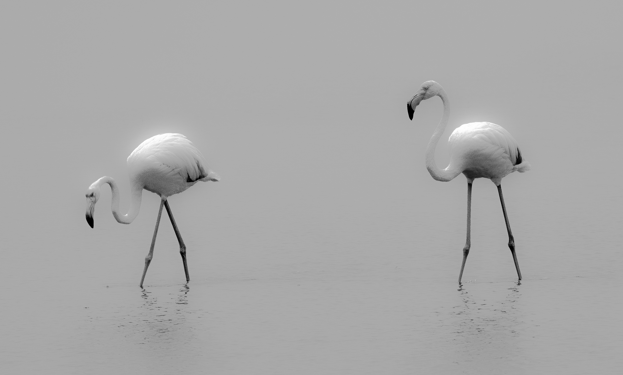 Flamingos...