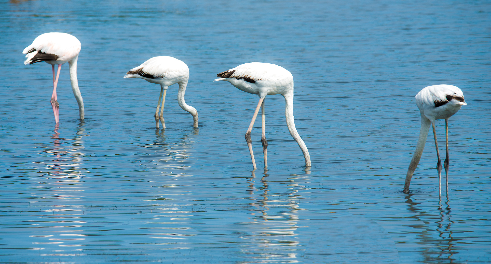 ... GROUP SEARCH ...