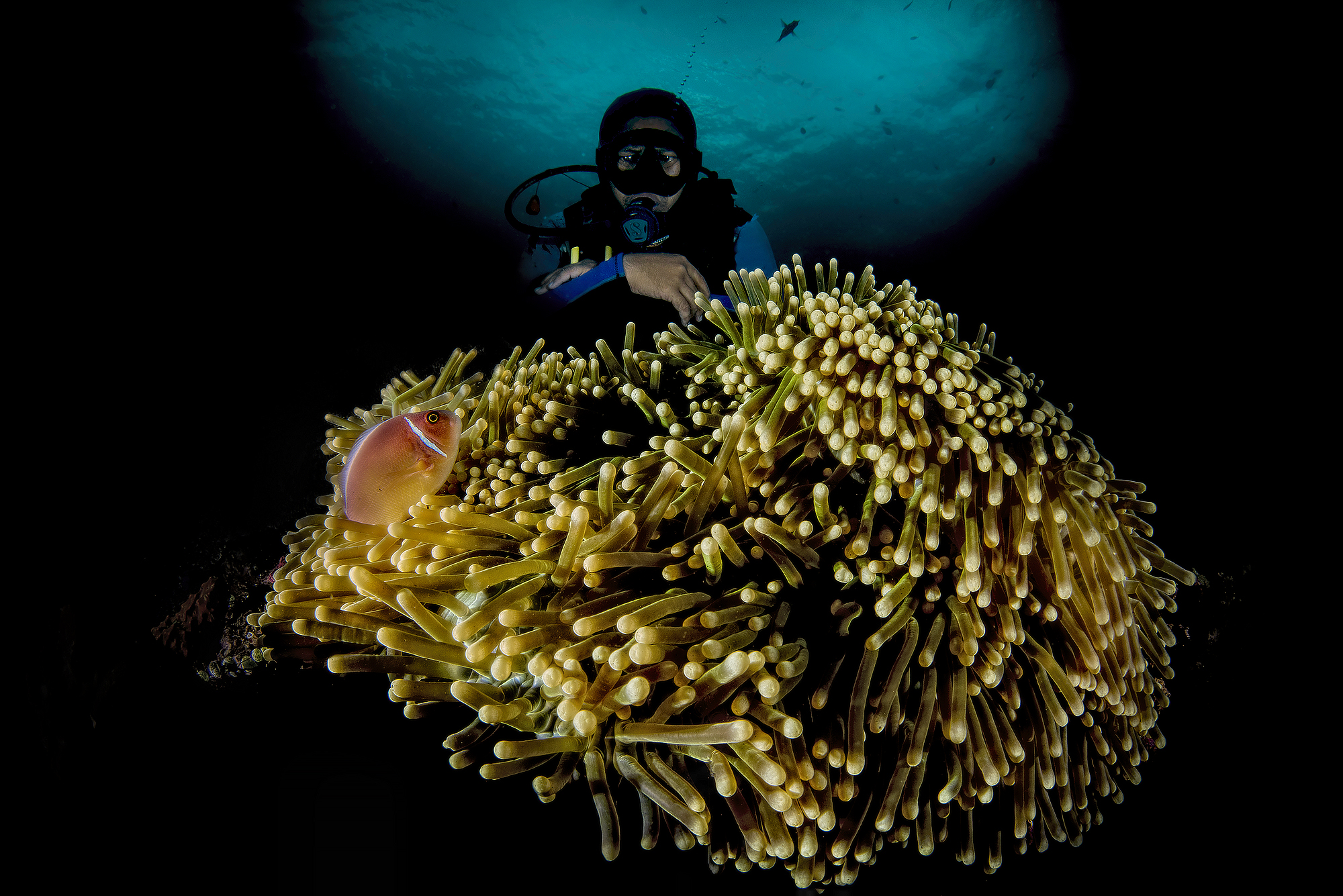 ambente to coral garden in us liberty wreck
