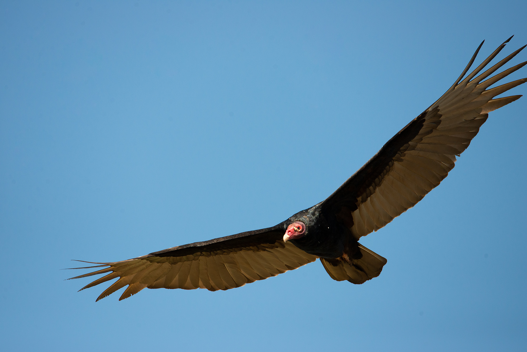 Vulture