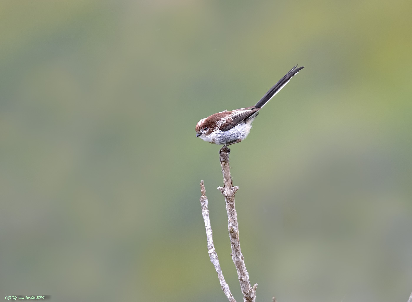 Codibugnol (Aegithalos caudatus)