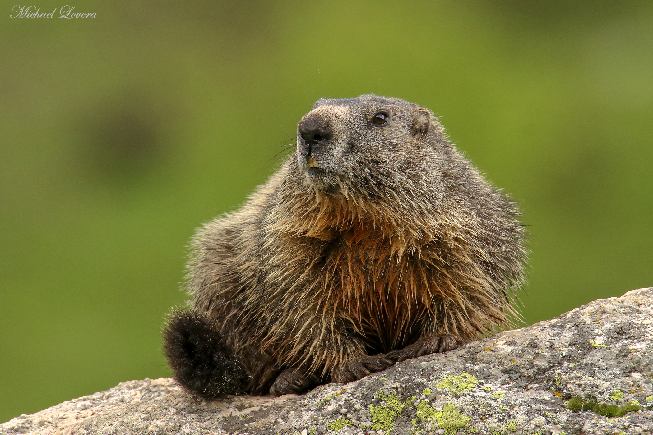 Marmotta