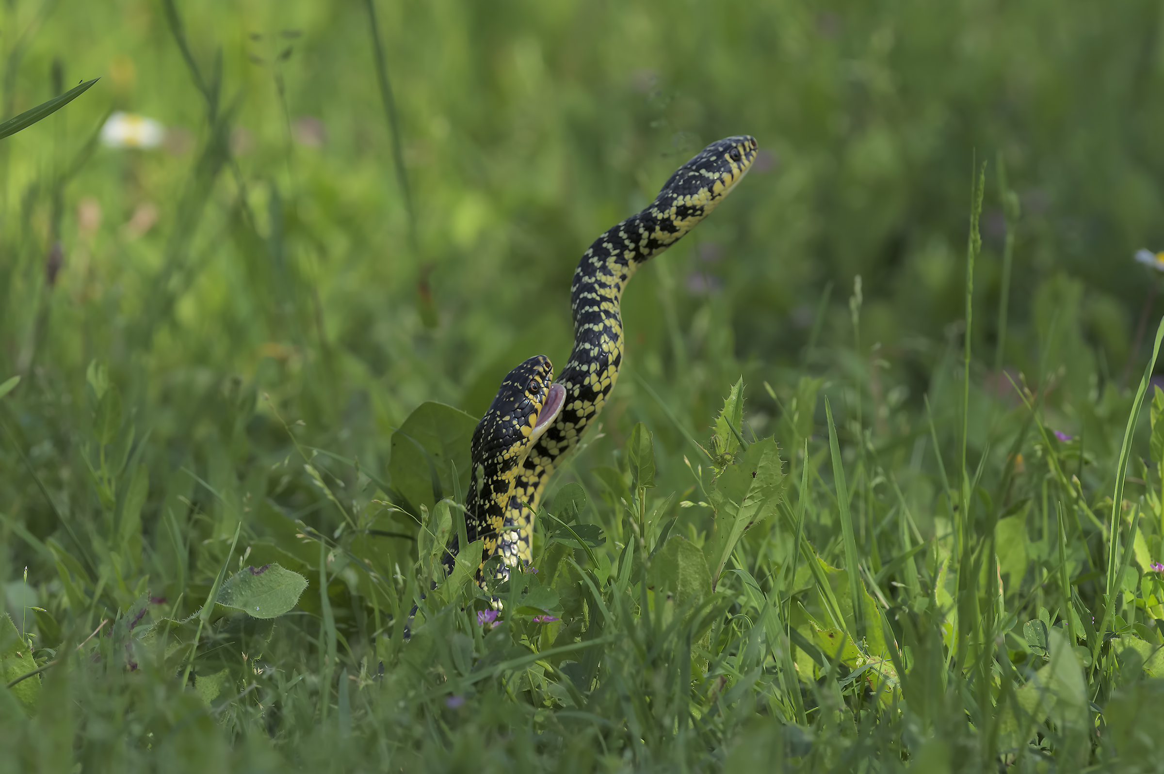Ti mordicchio un pò?''