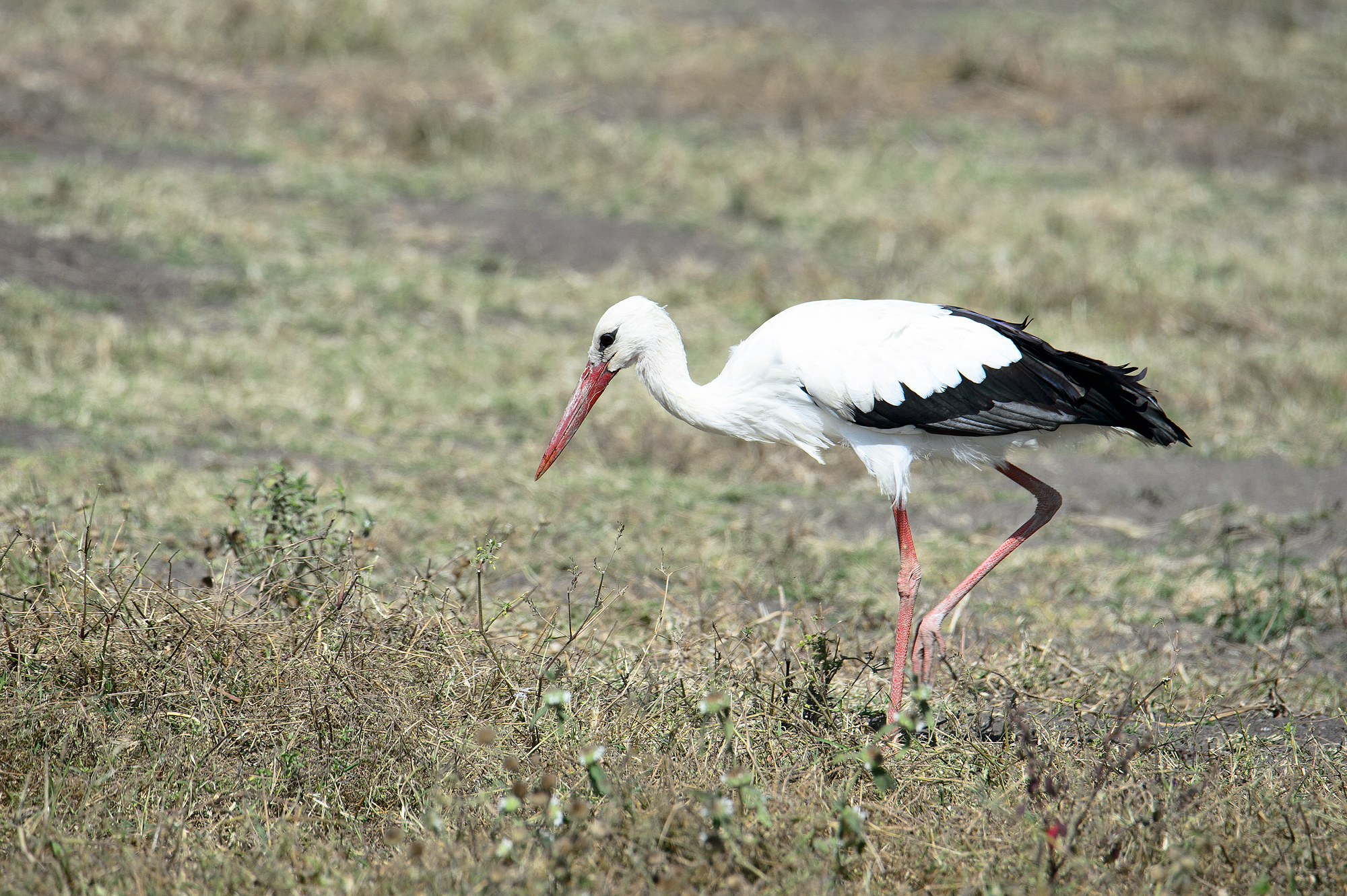 Stork