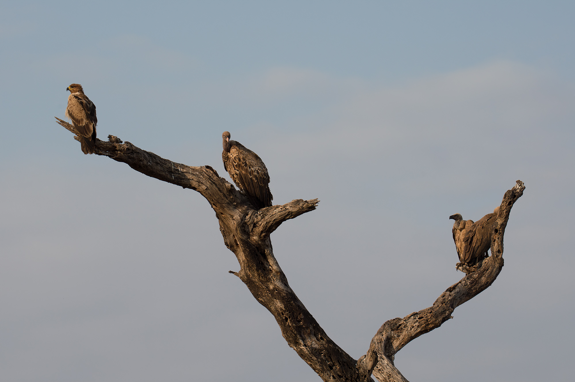 ... EXAMPLES OF COEXISTENCE...