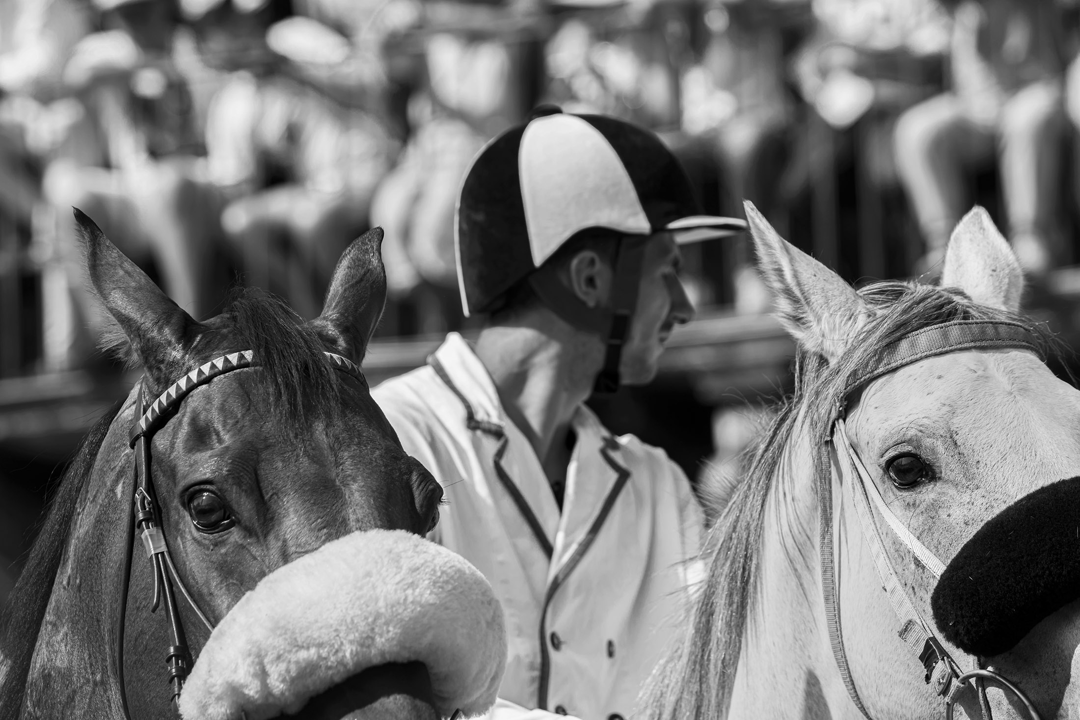 Palio di Siena ..scelta dei cavalli