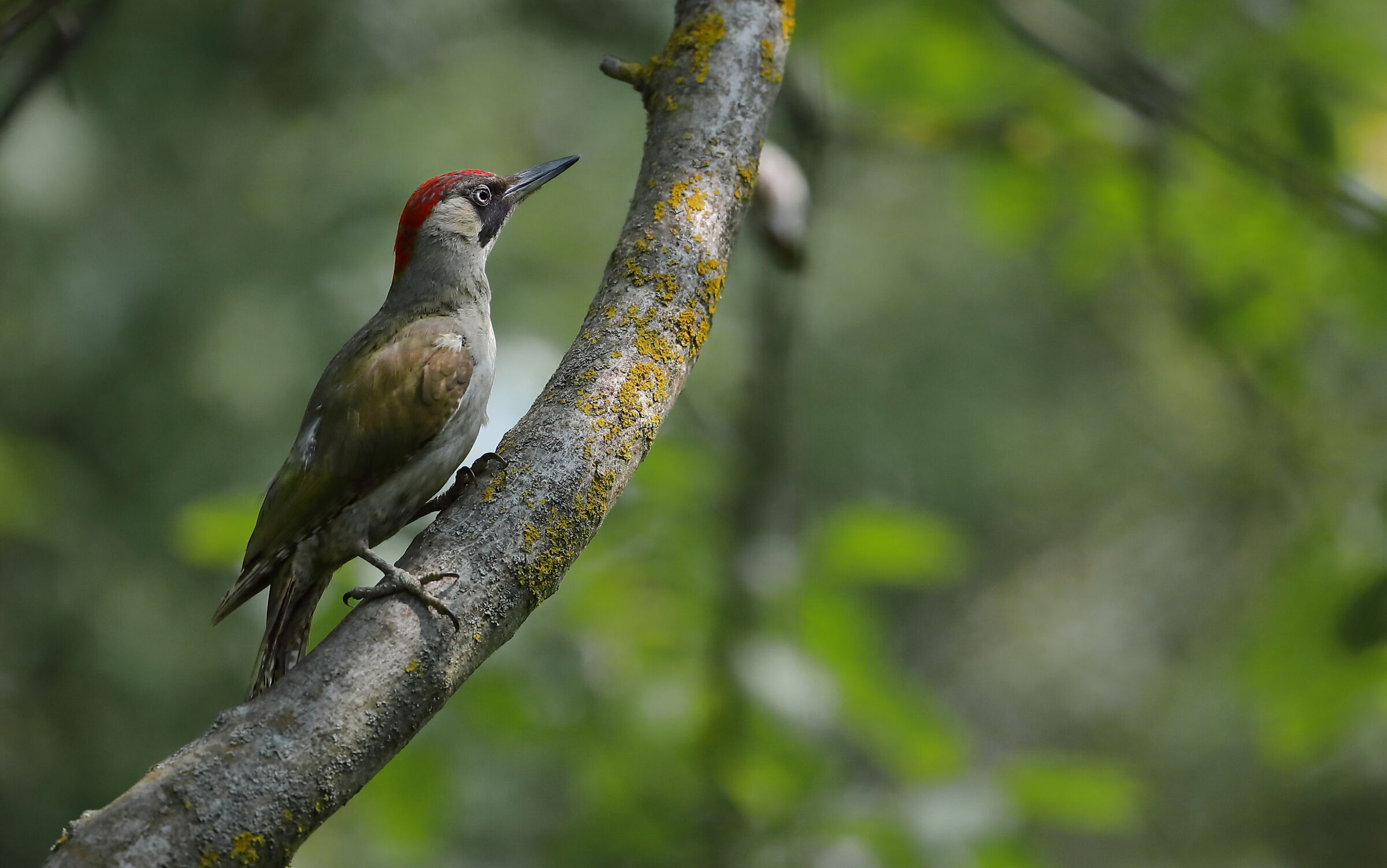 Female green woodpecker