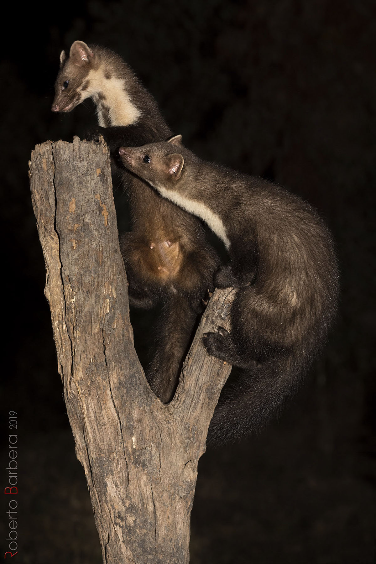 The two young Faineborn this year