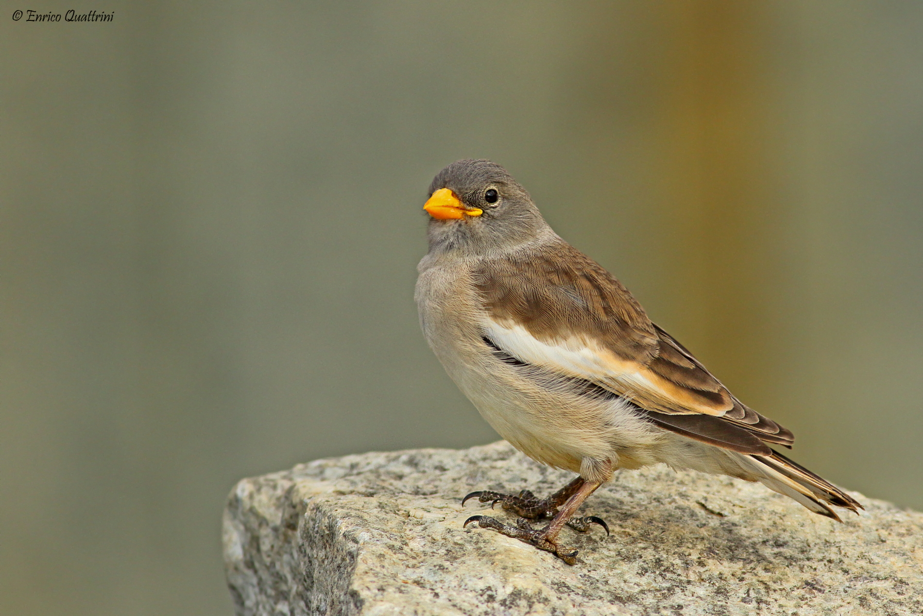 Fringuello alpino juv