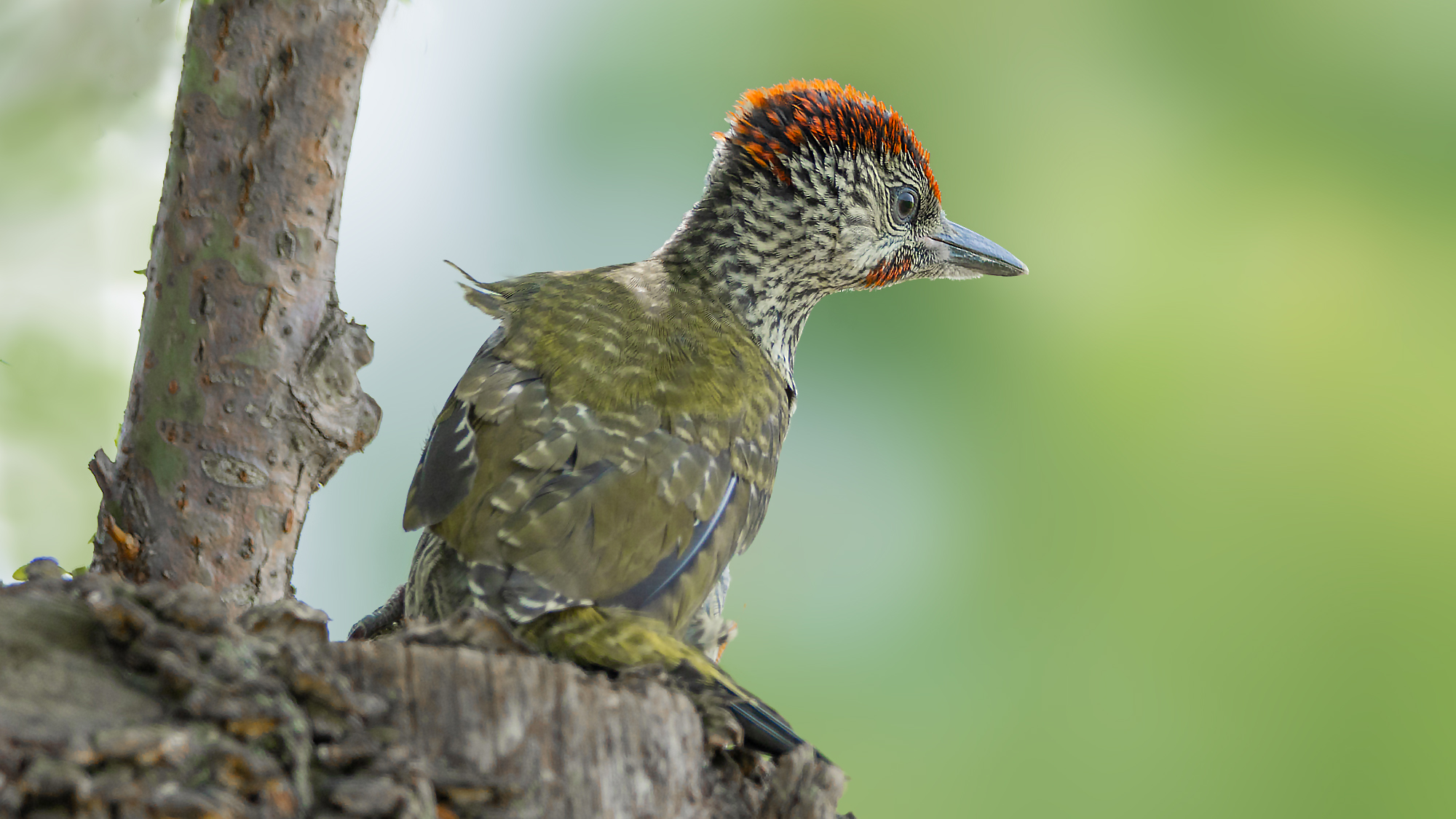 Green Woodpecker