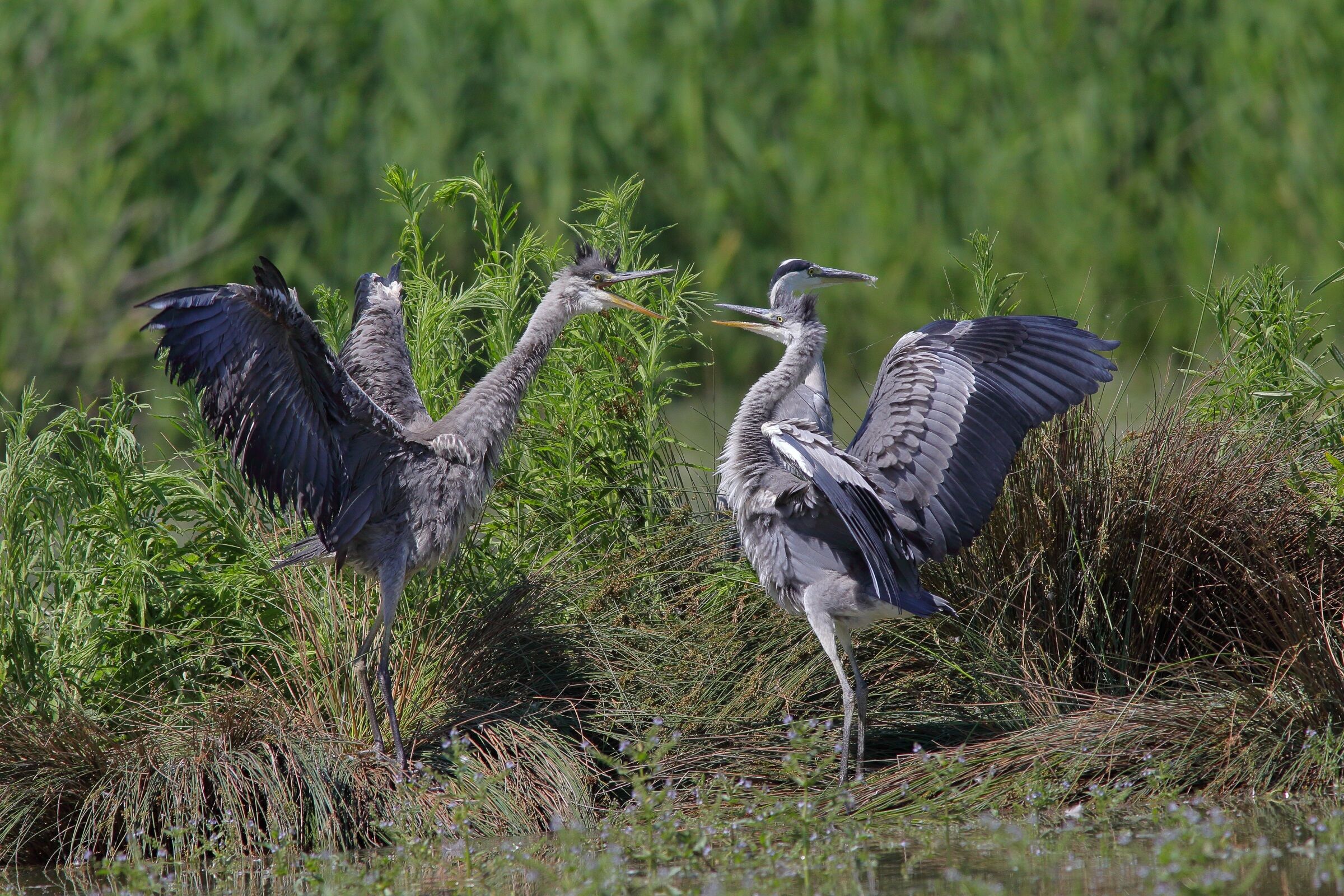 Ashes heron (Ardea cinetea)