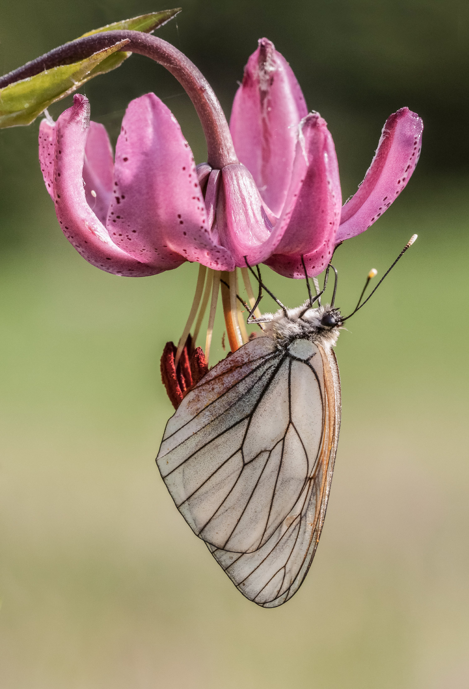 Aporia Grataegi on lily flower martagone