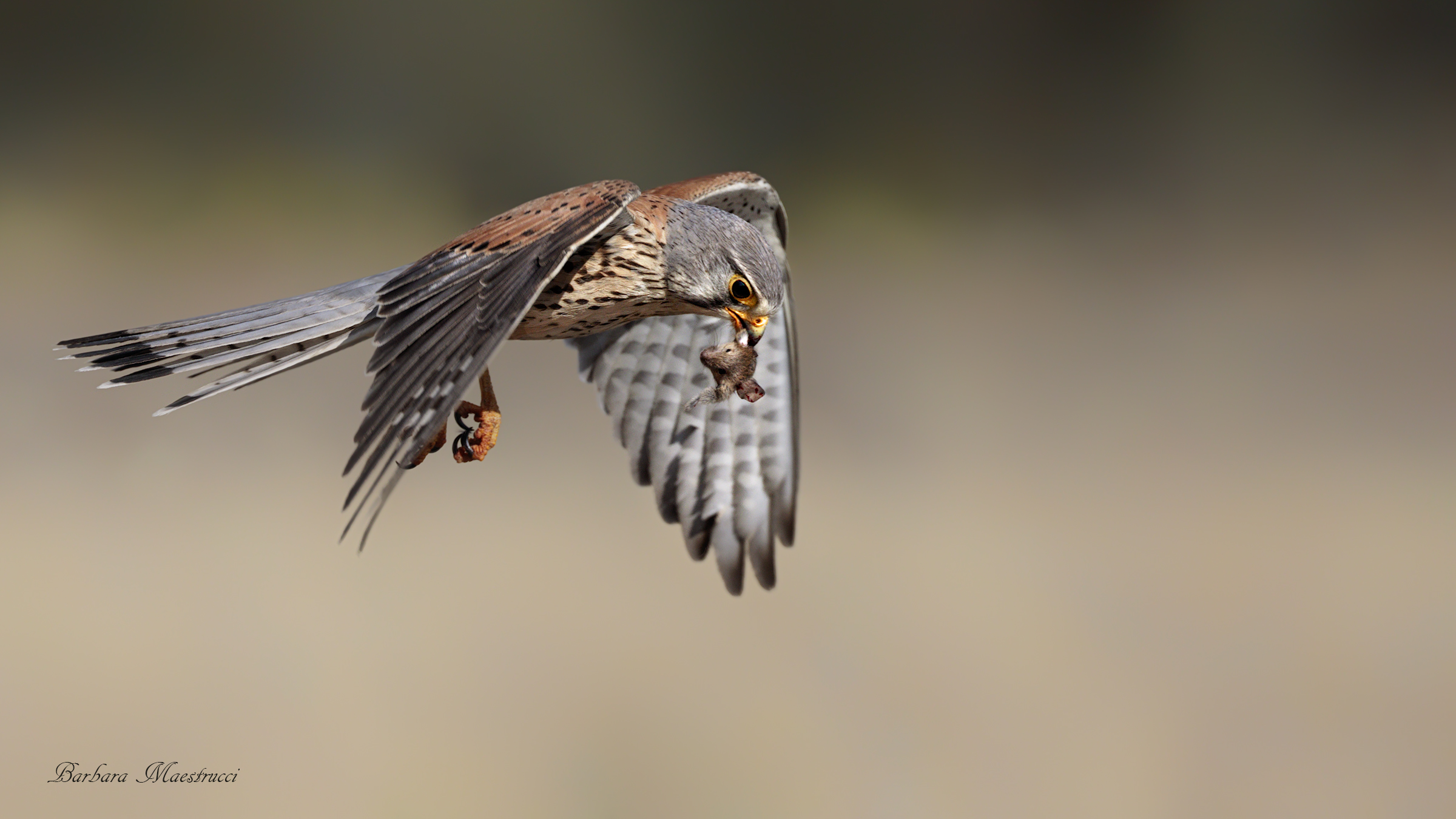Gheppio in flight with small snack.