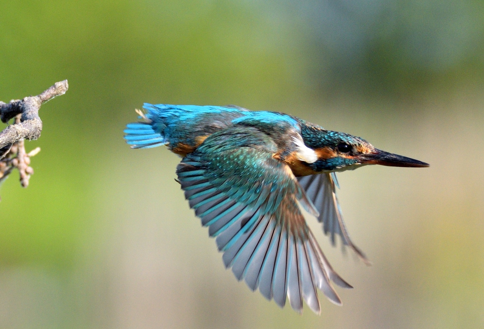 Kingfisher