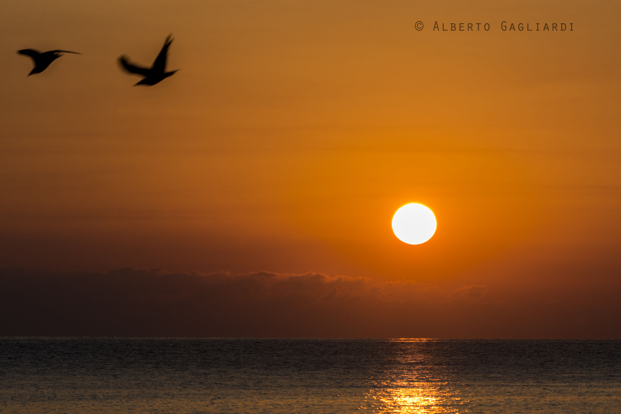 Sunrise with flight of seagulls