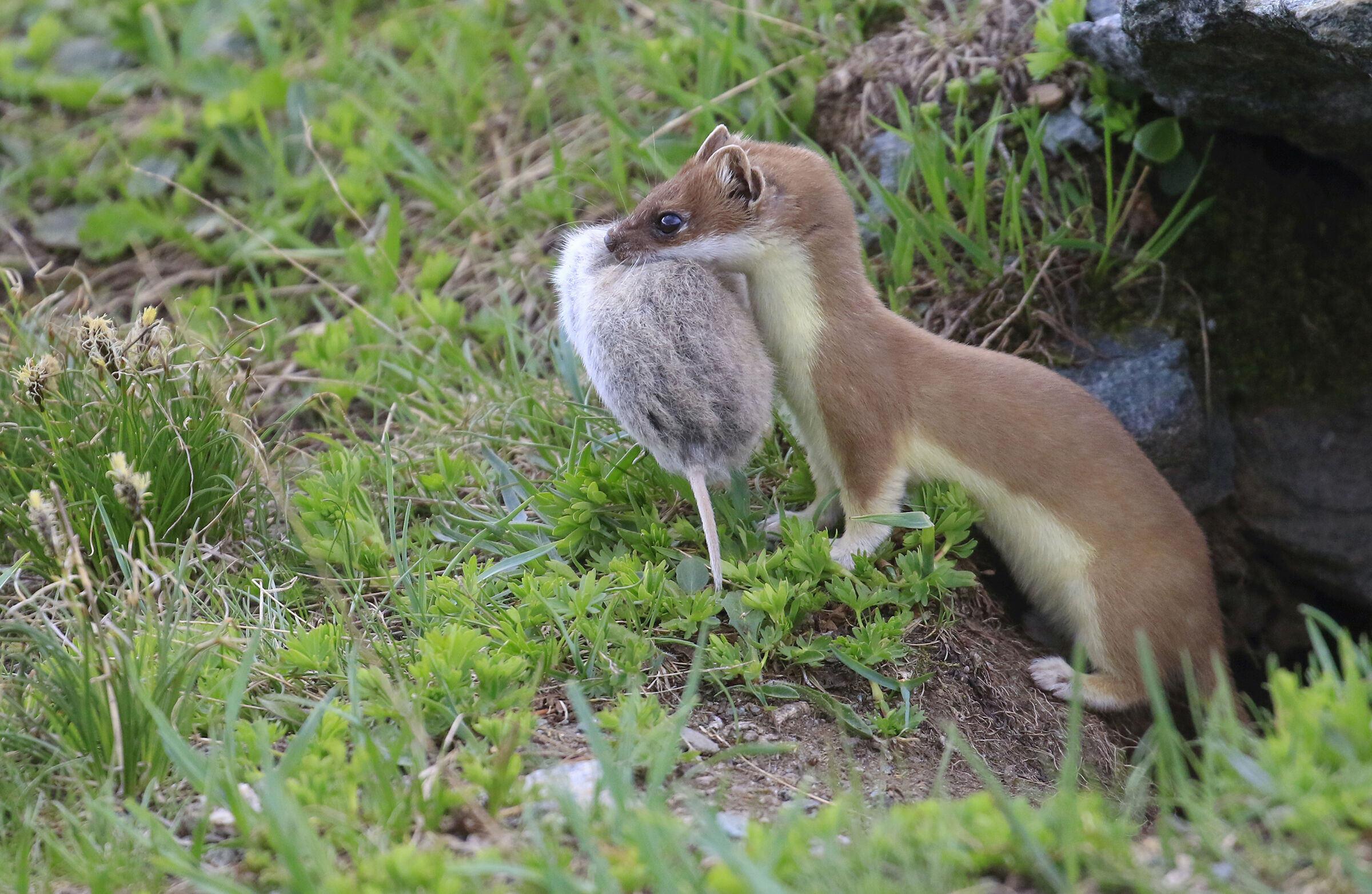 ermine with vole