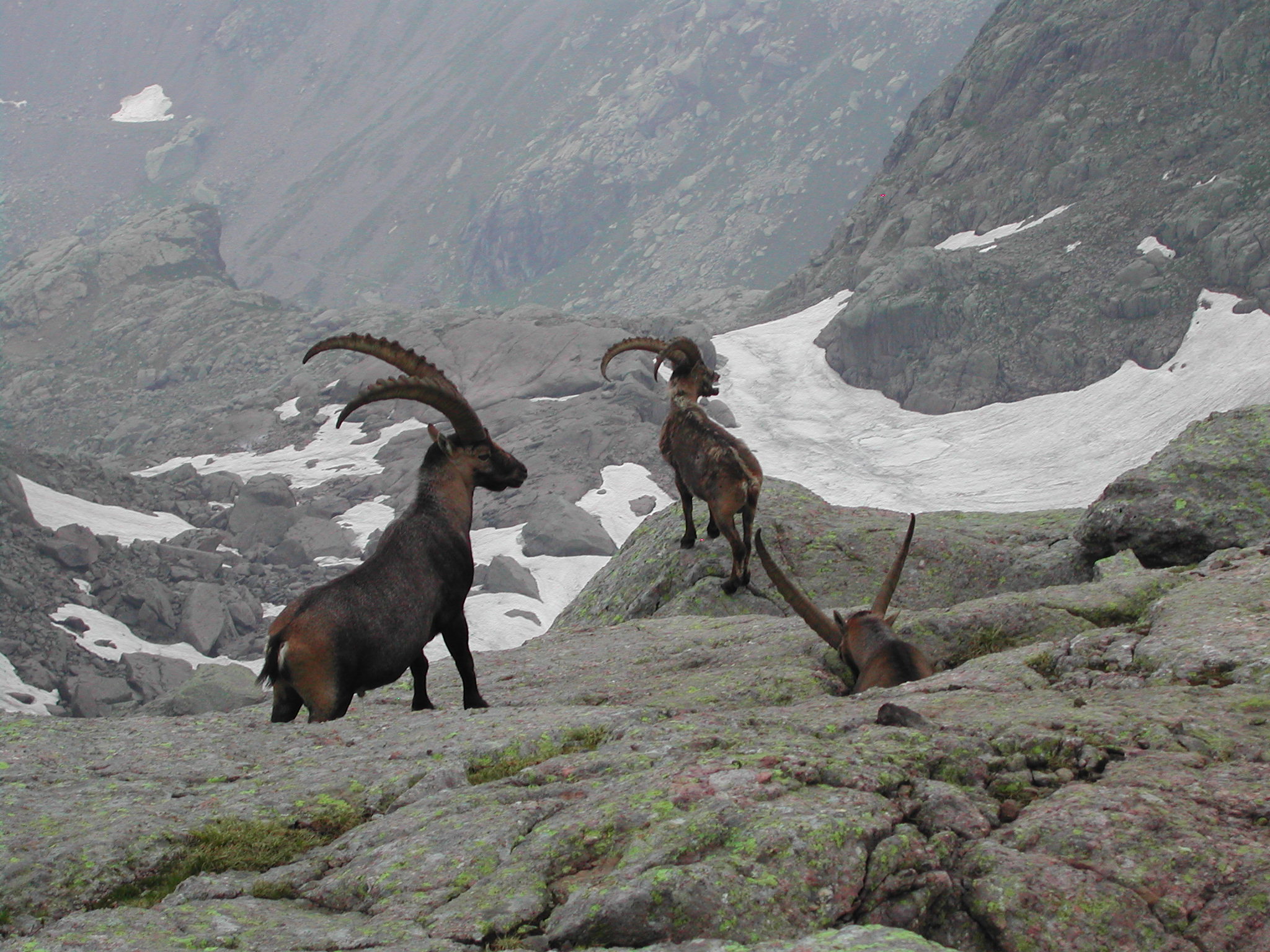 Stambecchi (Capra ibex) - Luglio