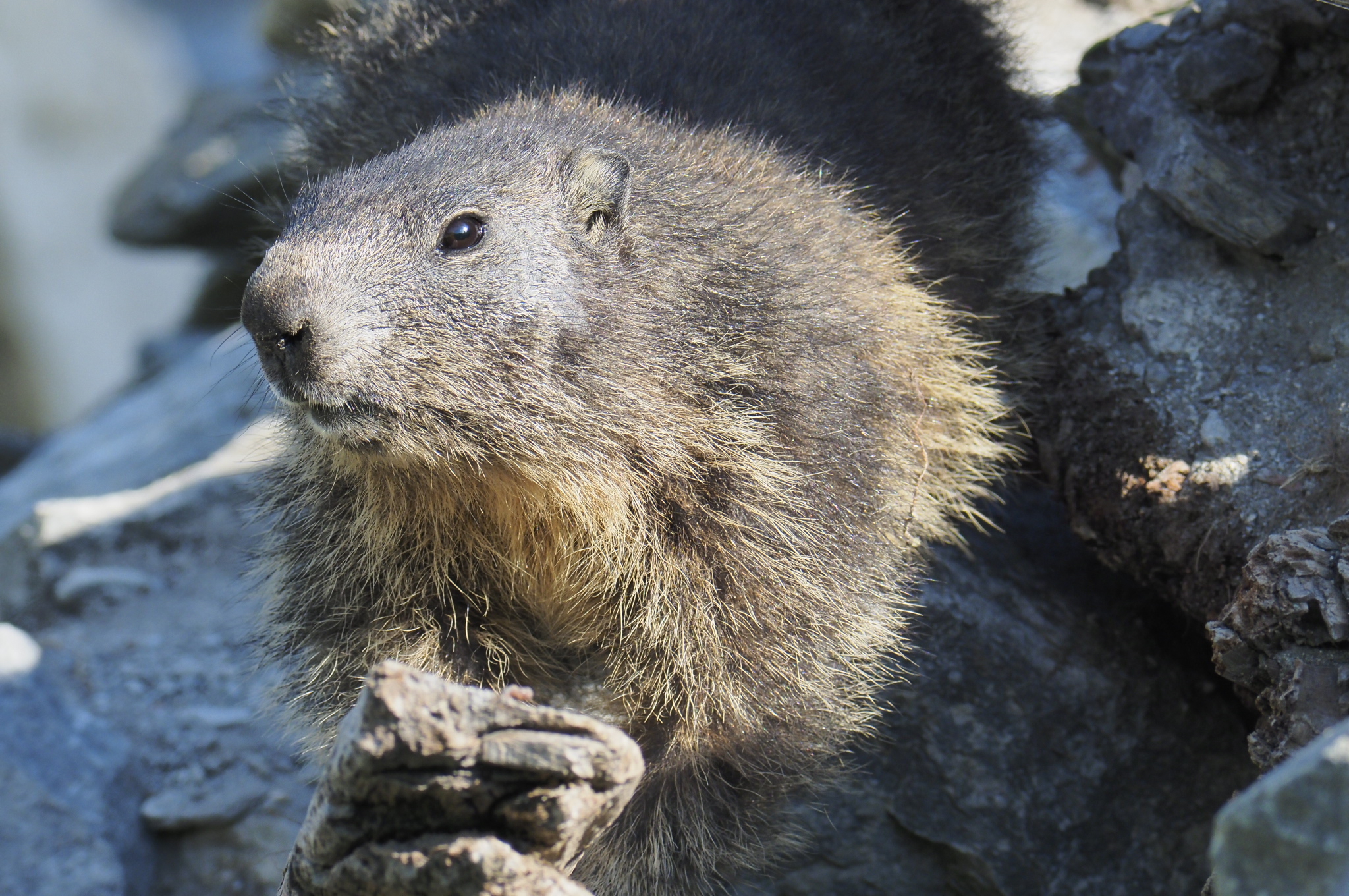 Marmot