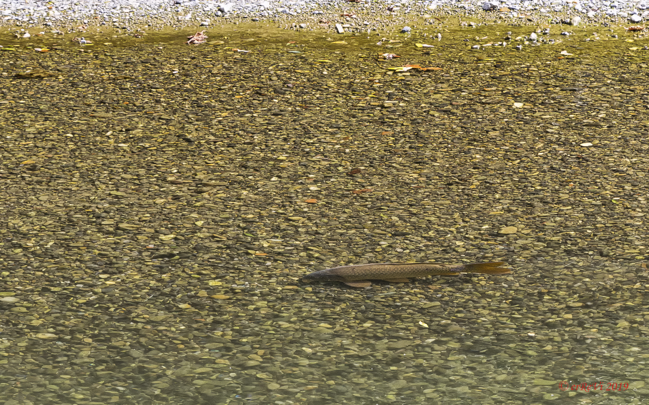 Fish watching (Barbo)