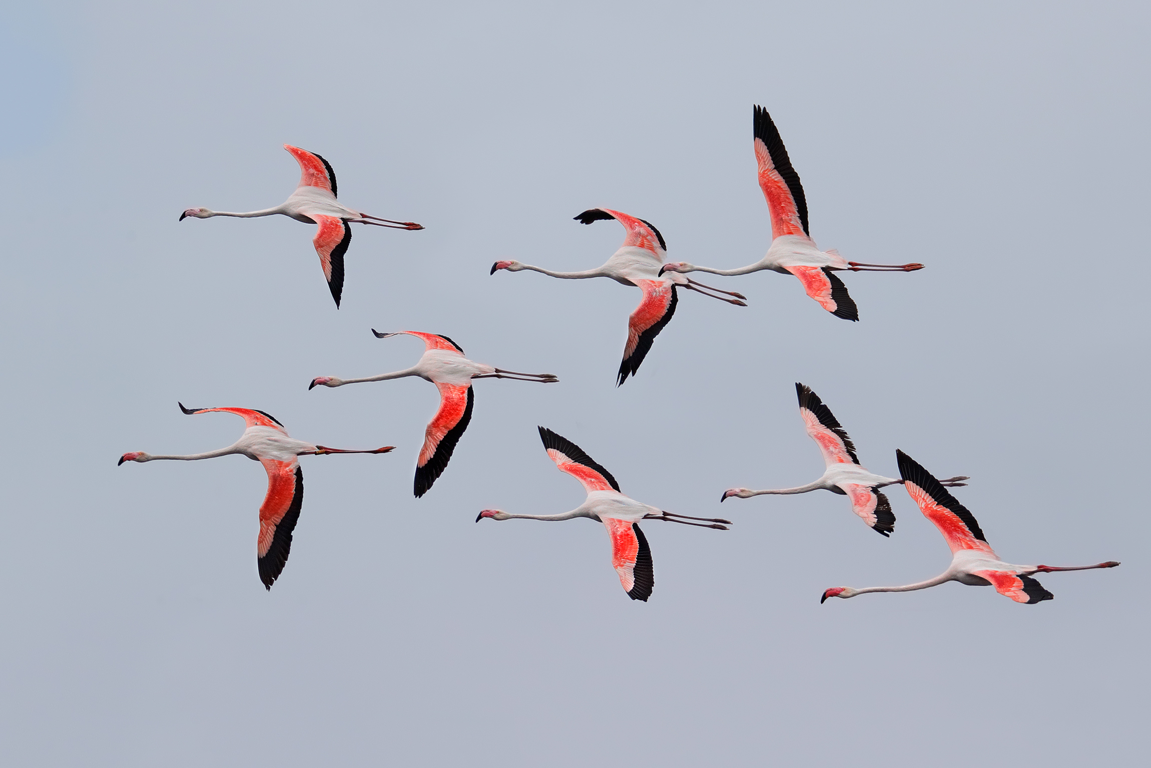 Flamingos
