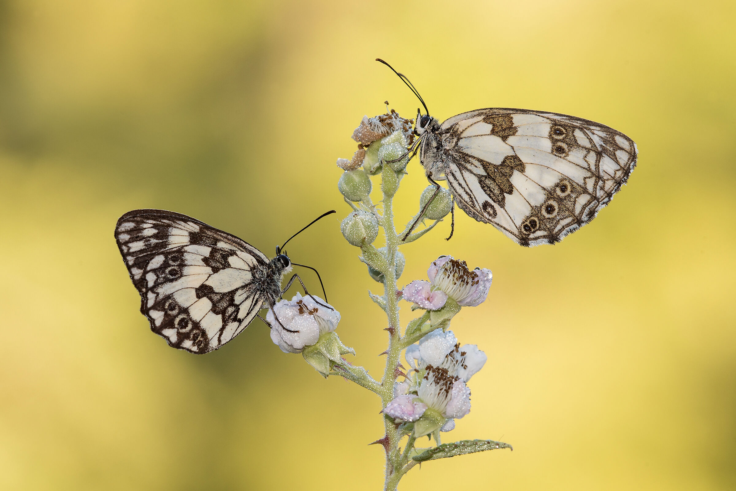 Melanargia galathea, M & F