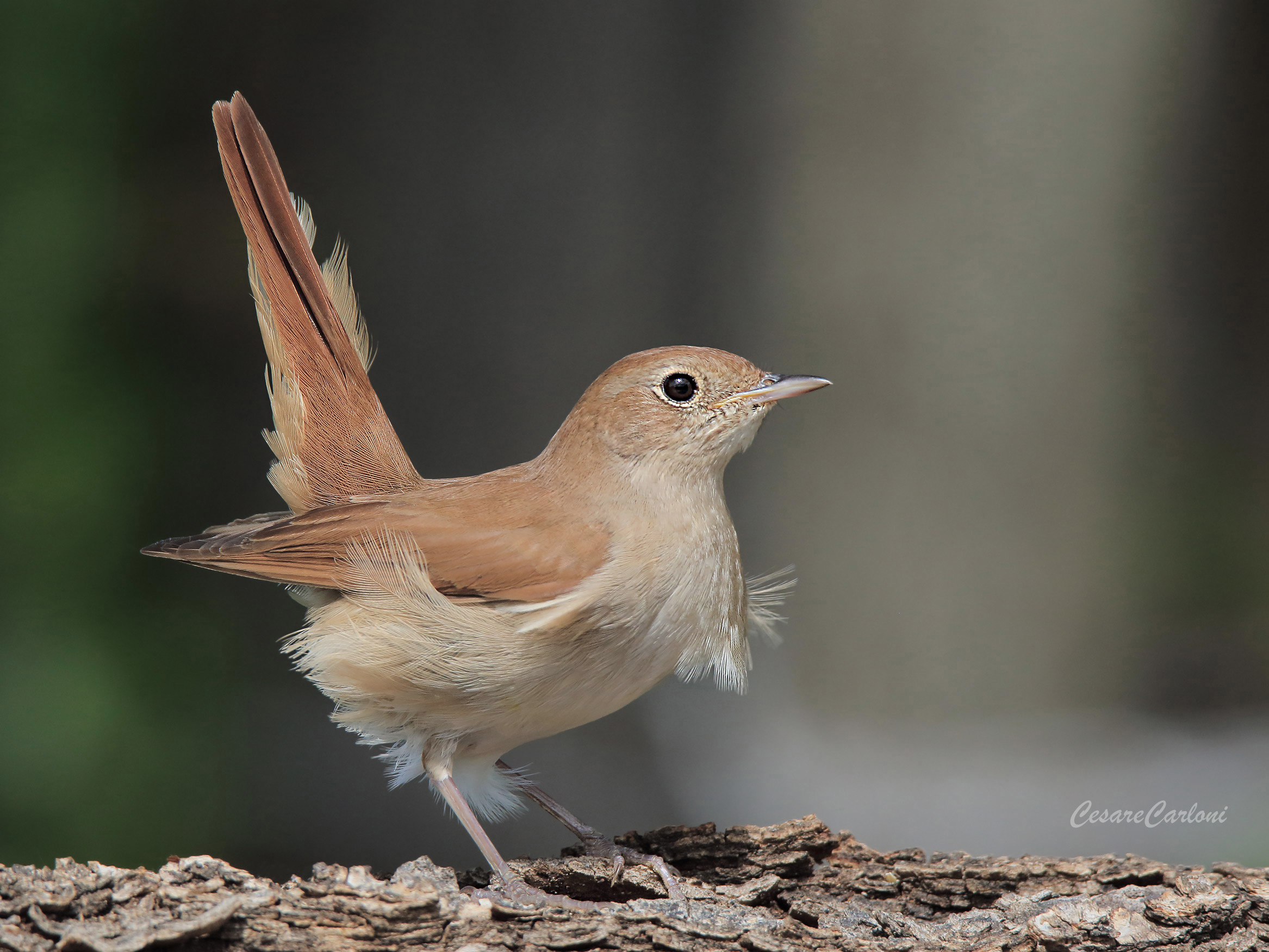 nightingale (lusitle megarhynchos)