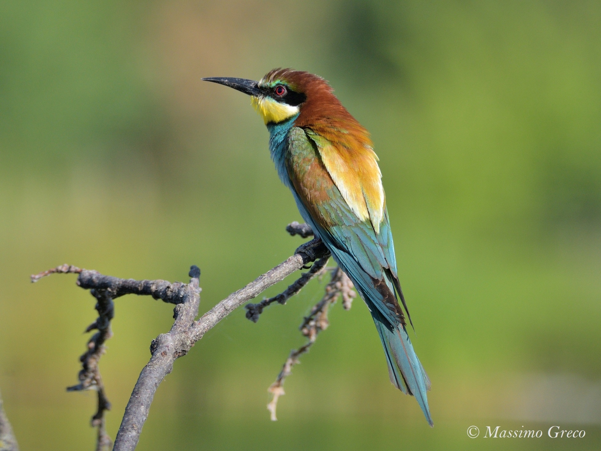 Bee-eater.