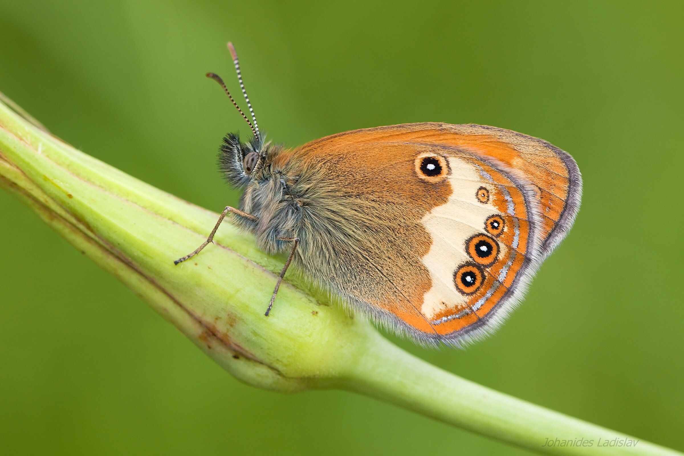 Coenonympha arcania