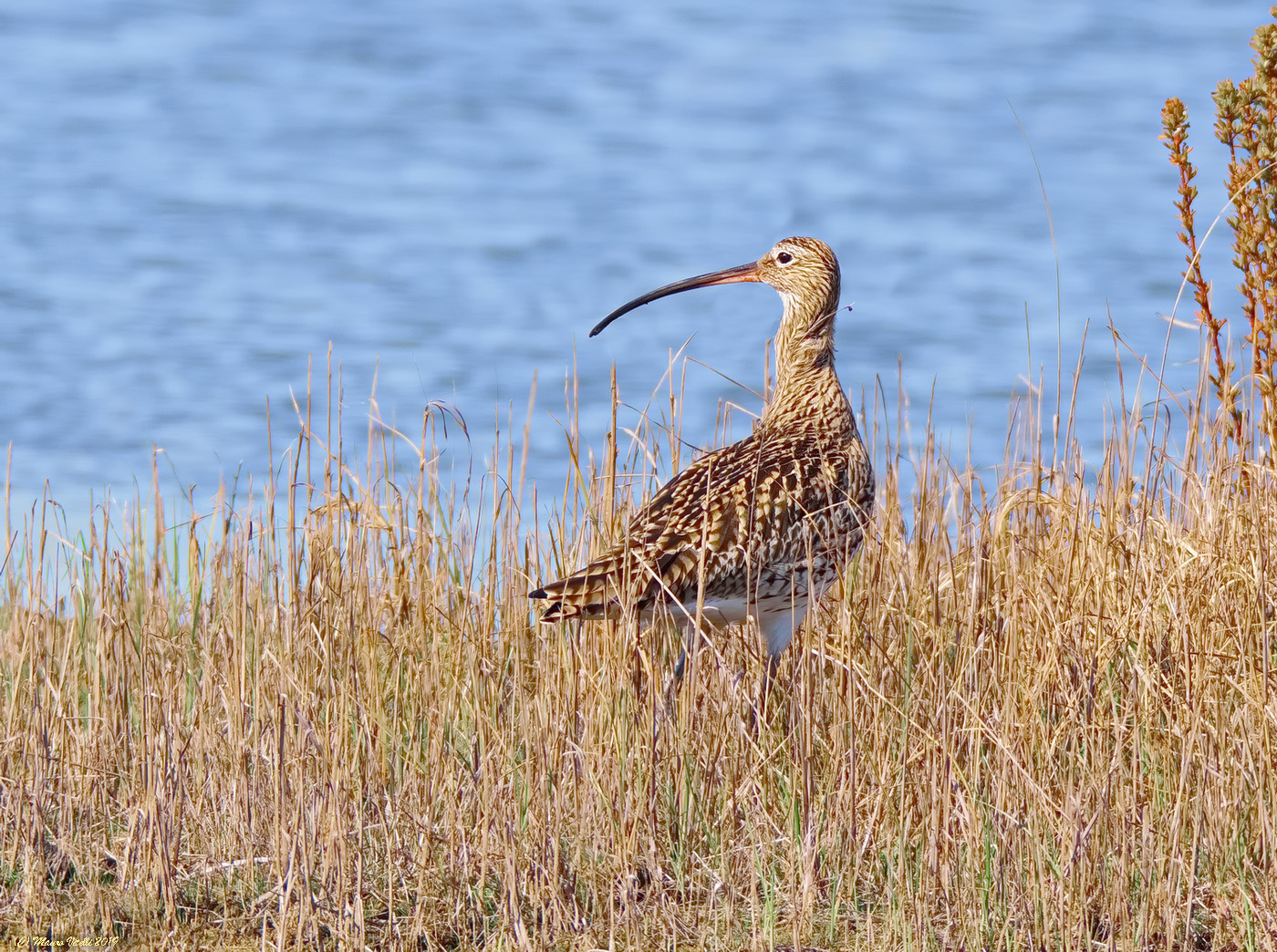 Major url (Numenius arquata)