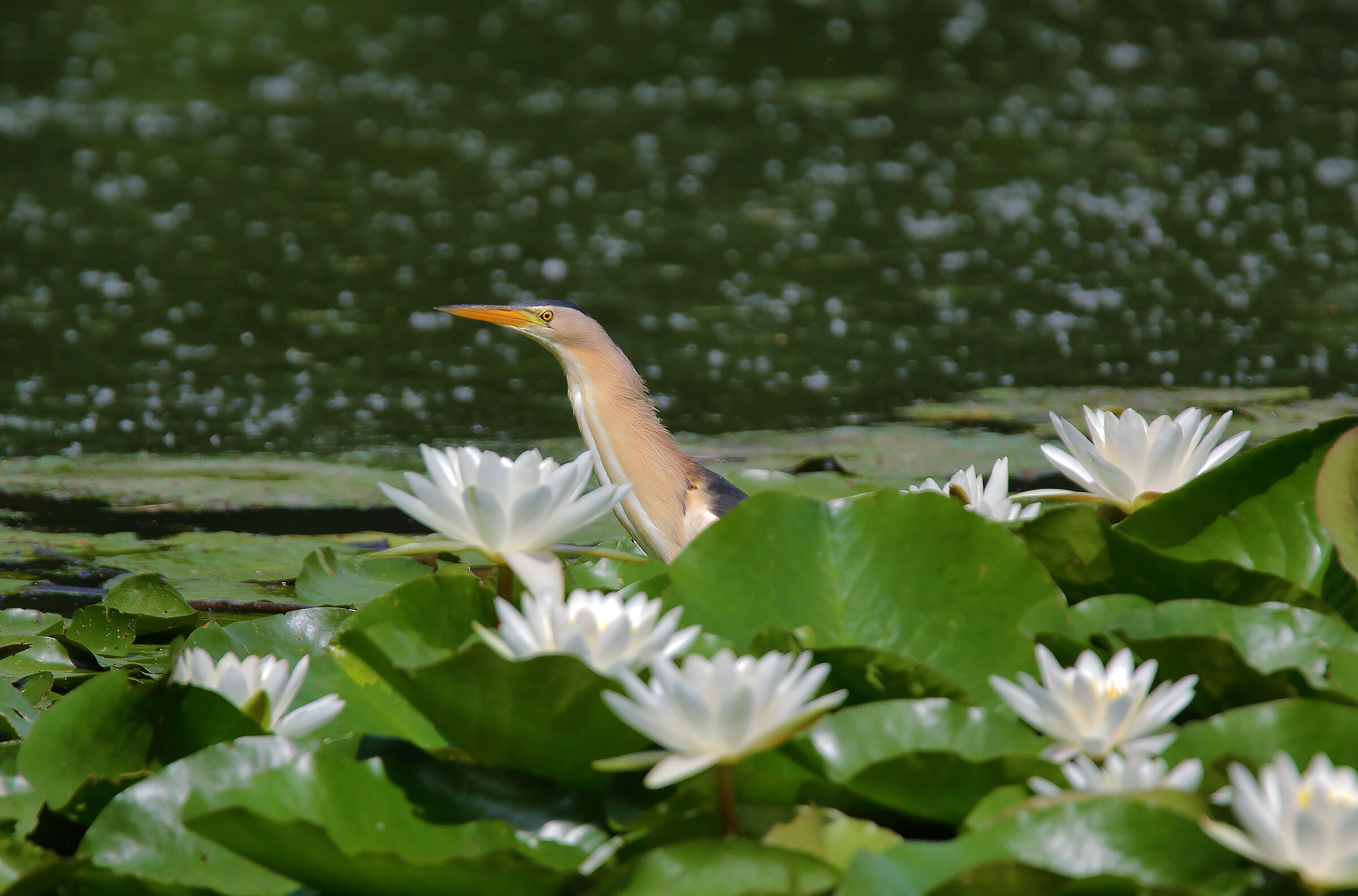 among the water lilies