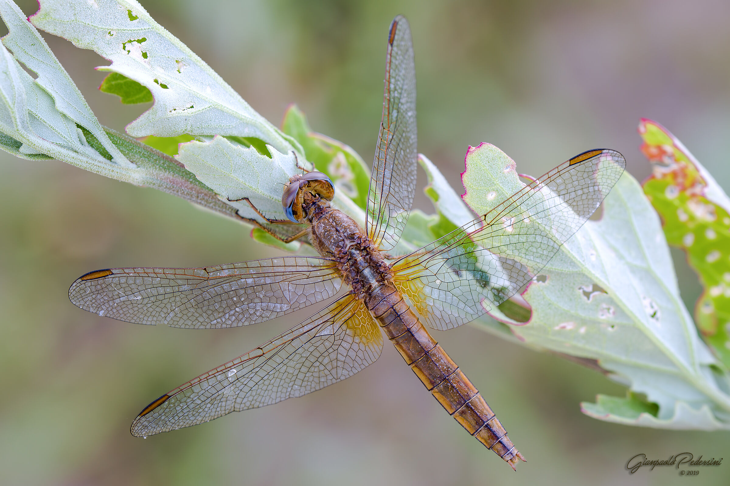 Crocothemis erythraea - femmina