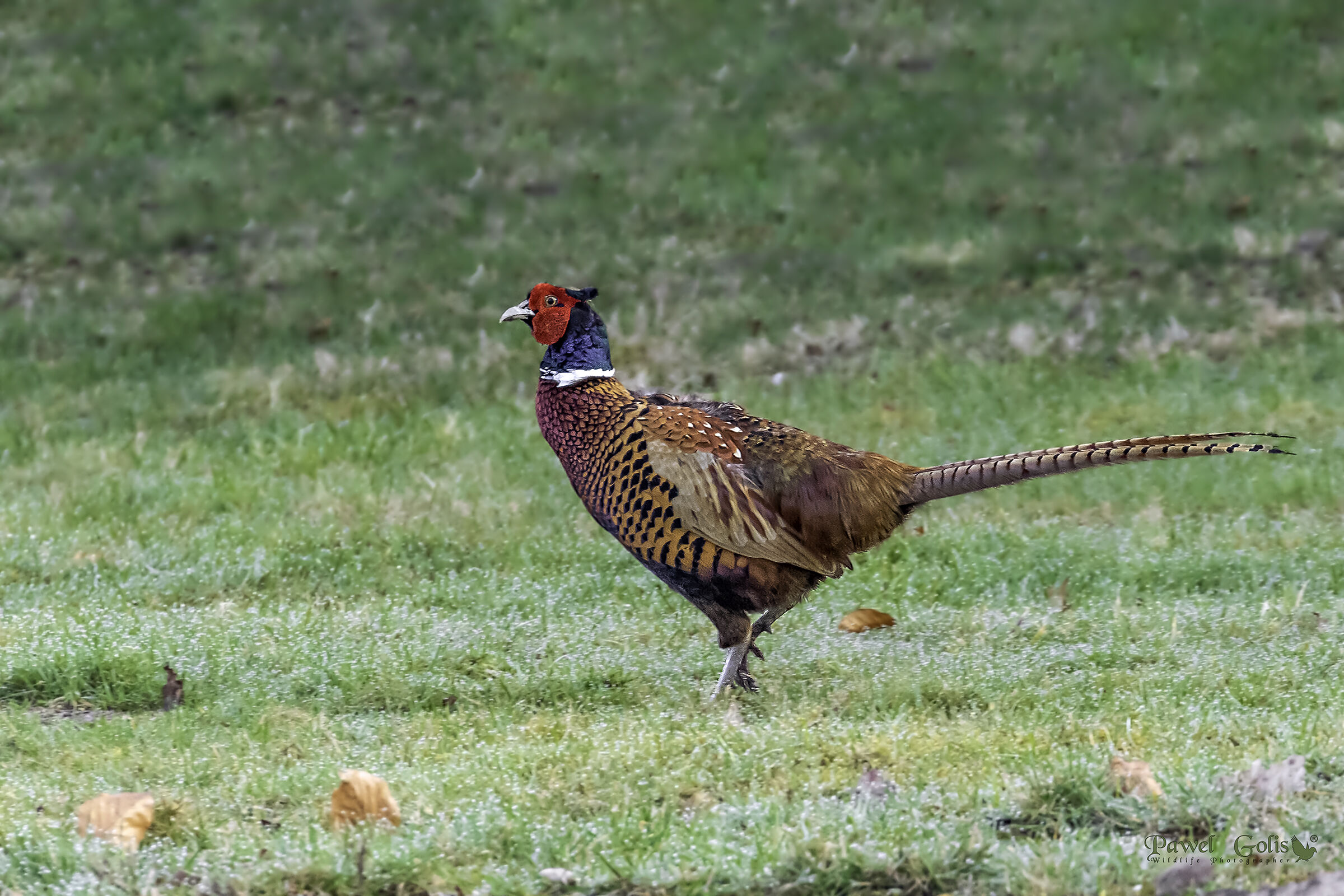 Pheasant (Phasianus colchicus)