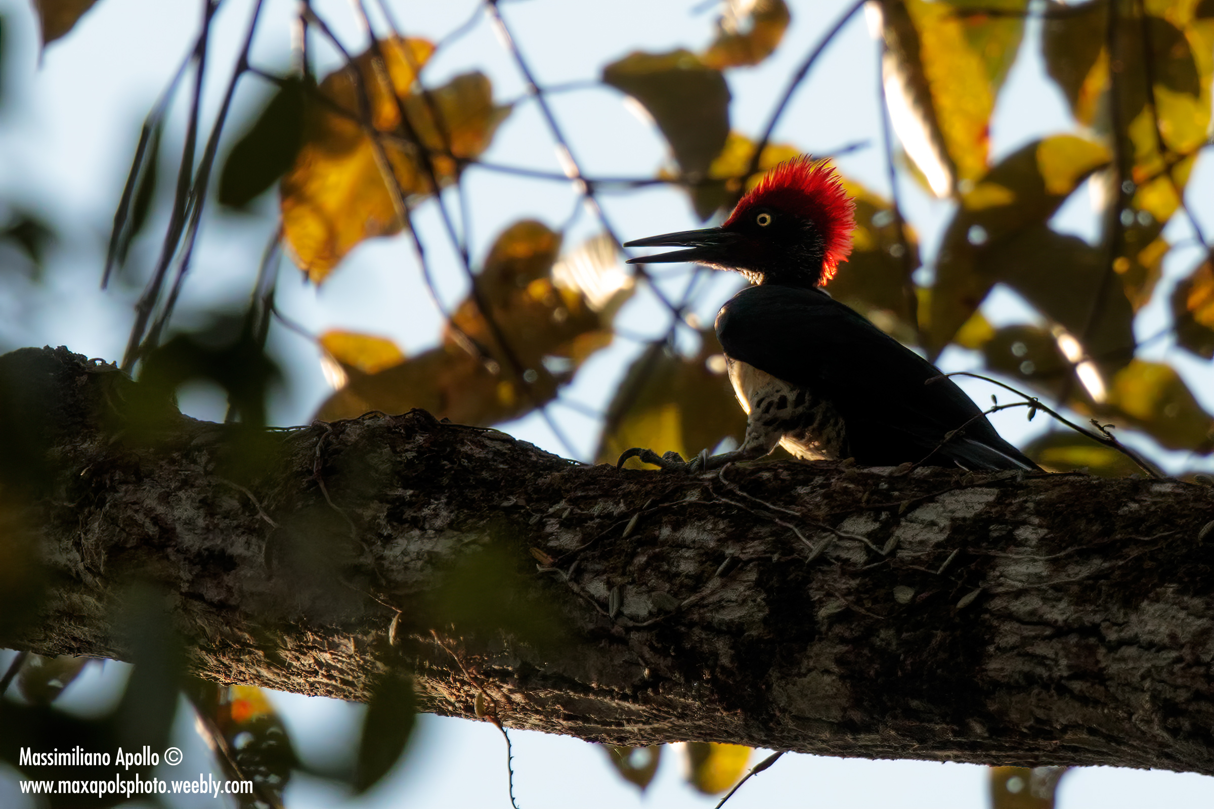 Picchio nero di java..
