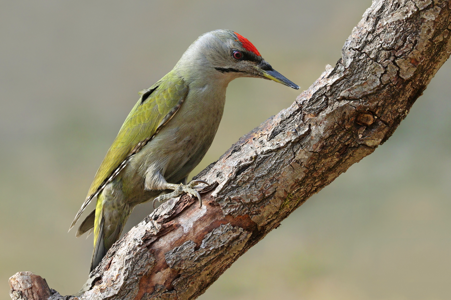 Ashwood woodpecker