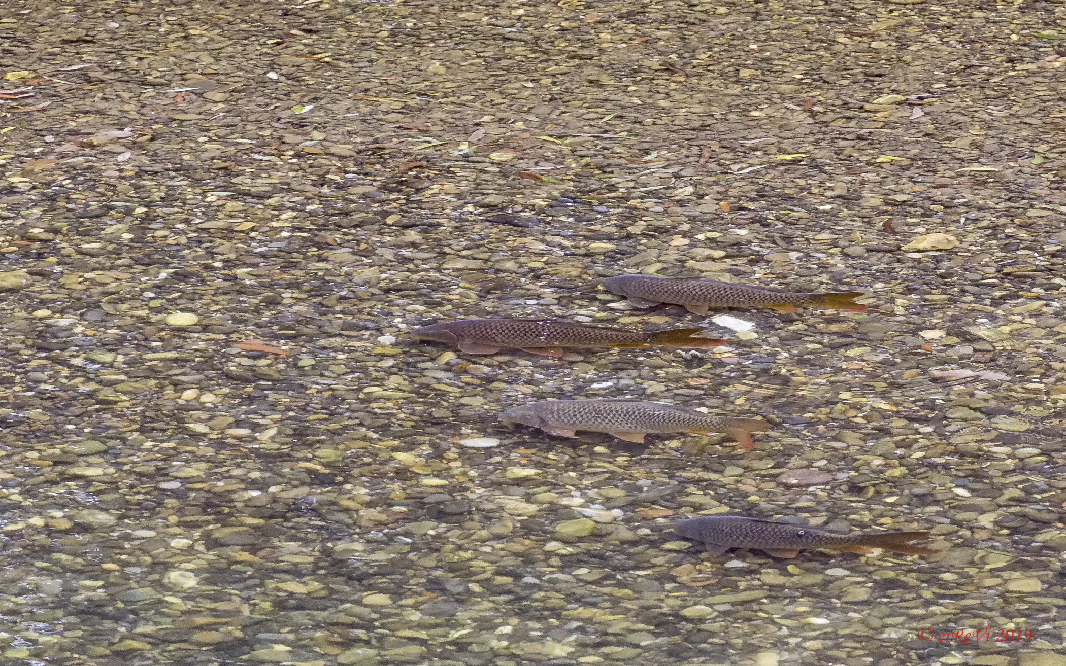 Fish watching (Carpe)