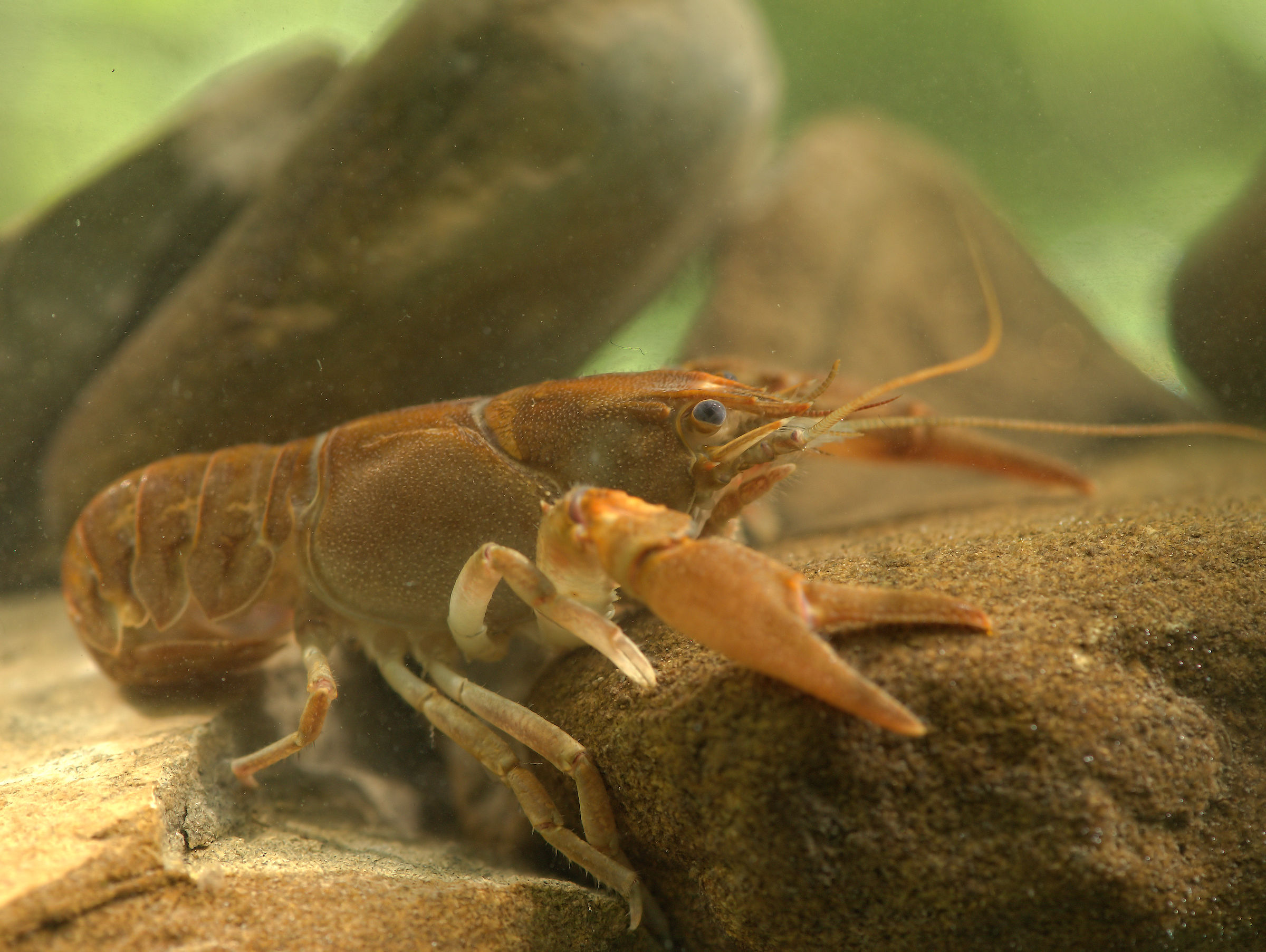 River shrimp