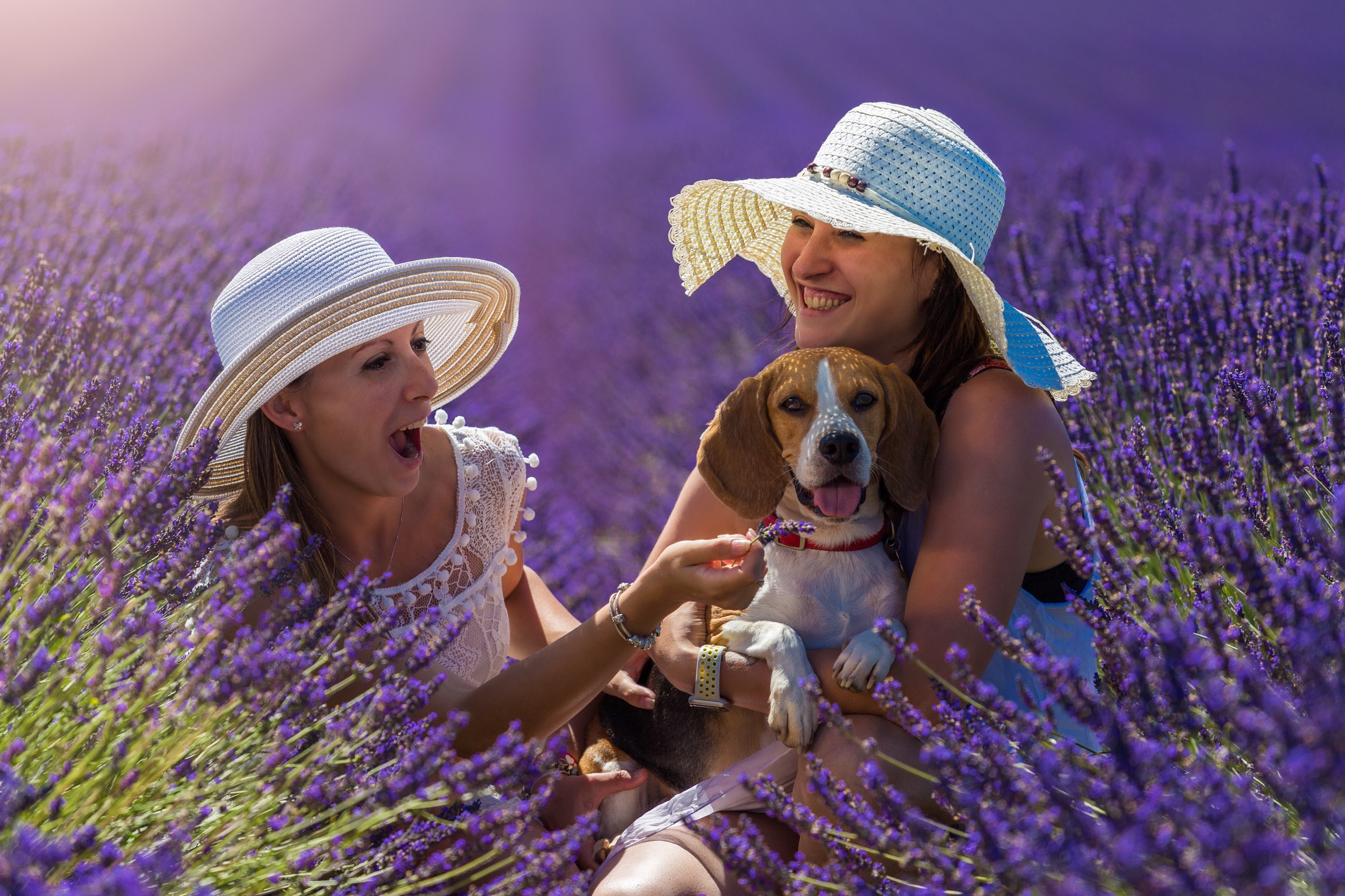 Ladies in the Violet