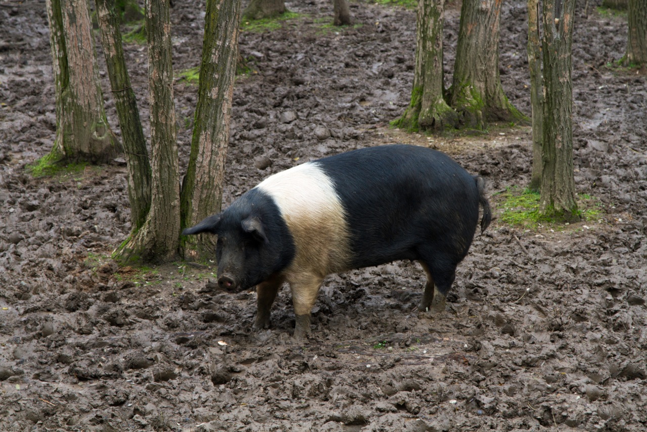 Maiale di Cinta Senese