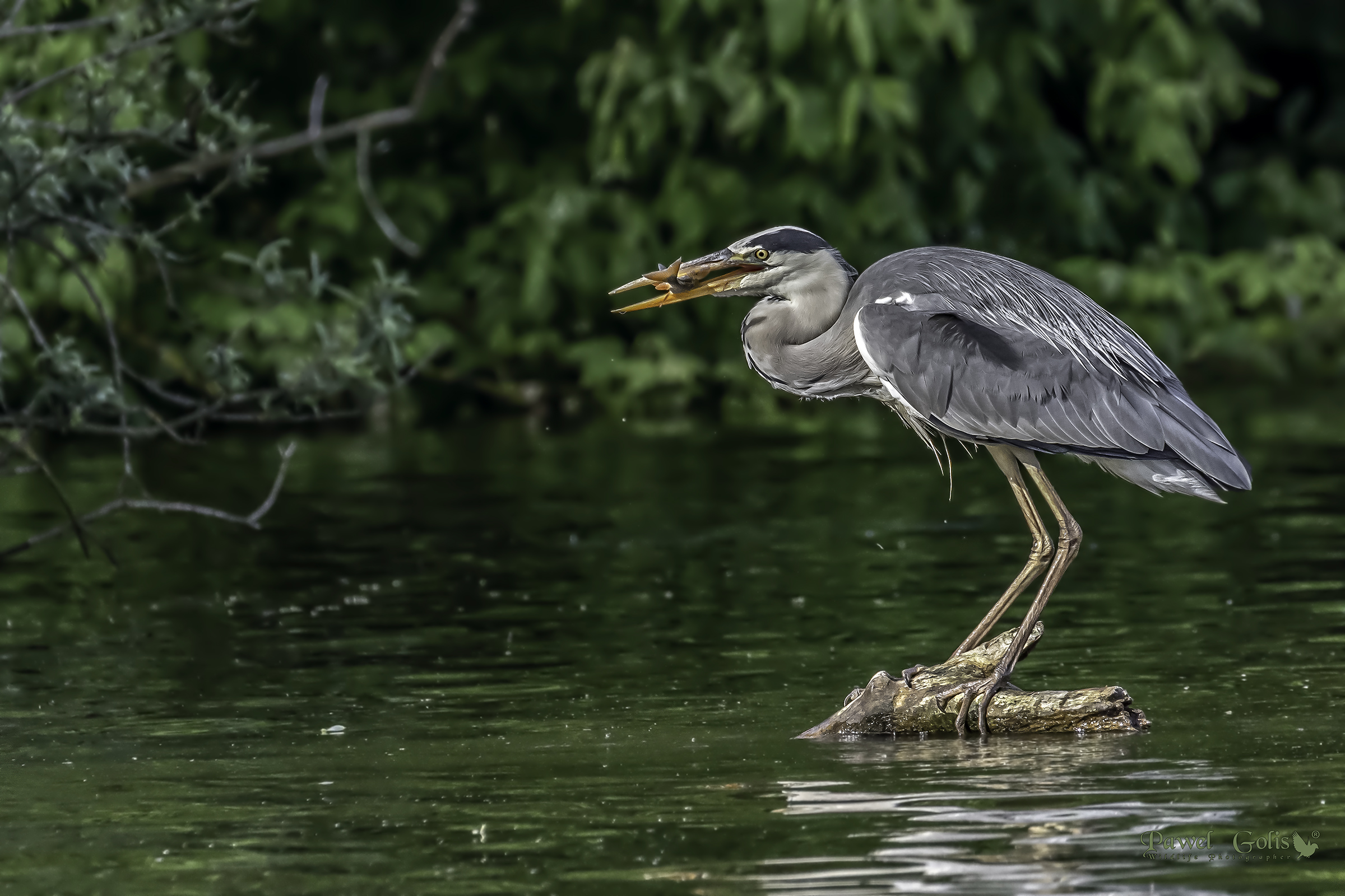 Grey heron (Ardea cinerea)