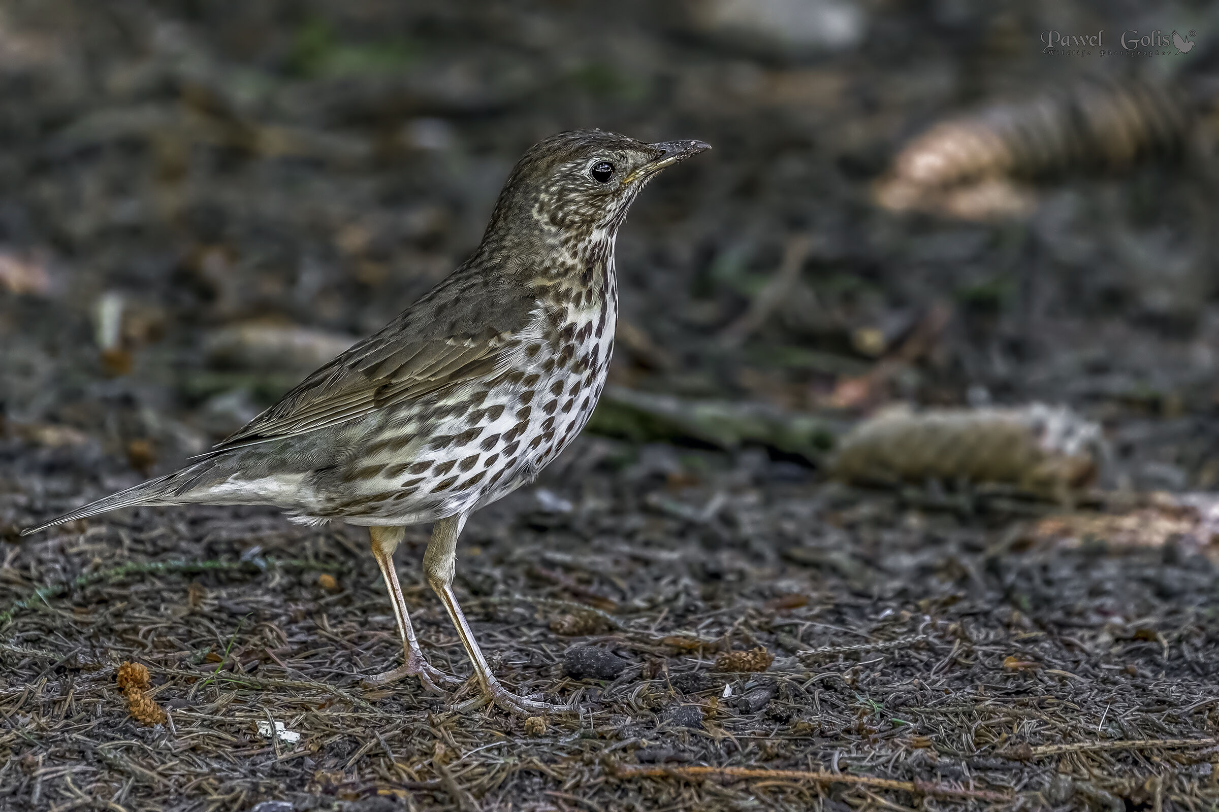 Song thrush (Turdus philomelos)