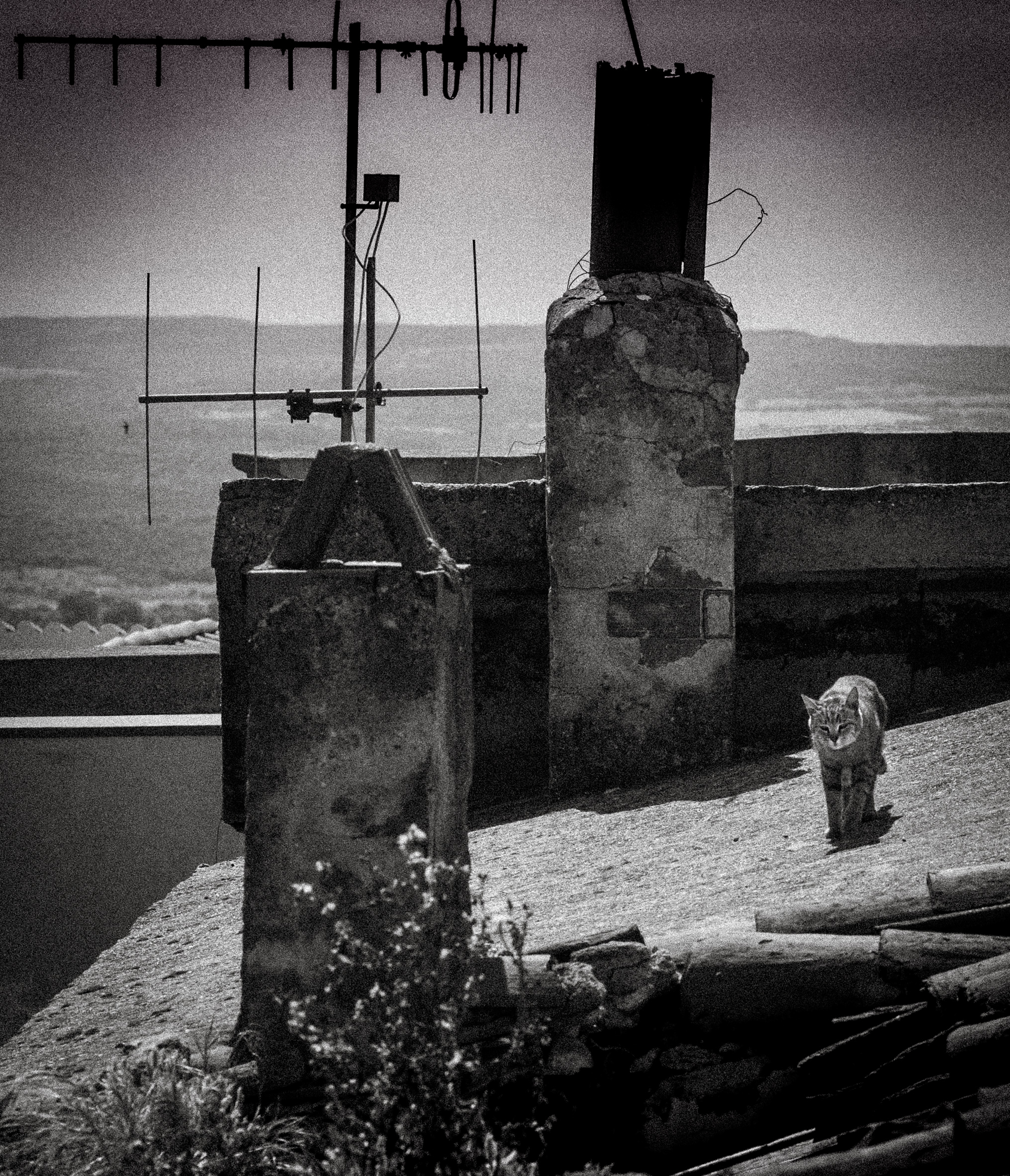 The cat on the hot roof