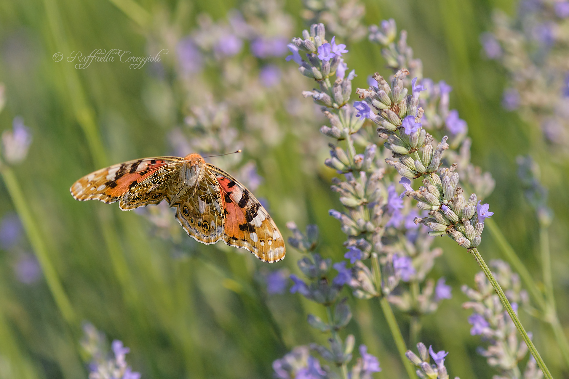 Vanessa Cardui