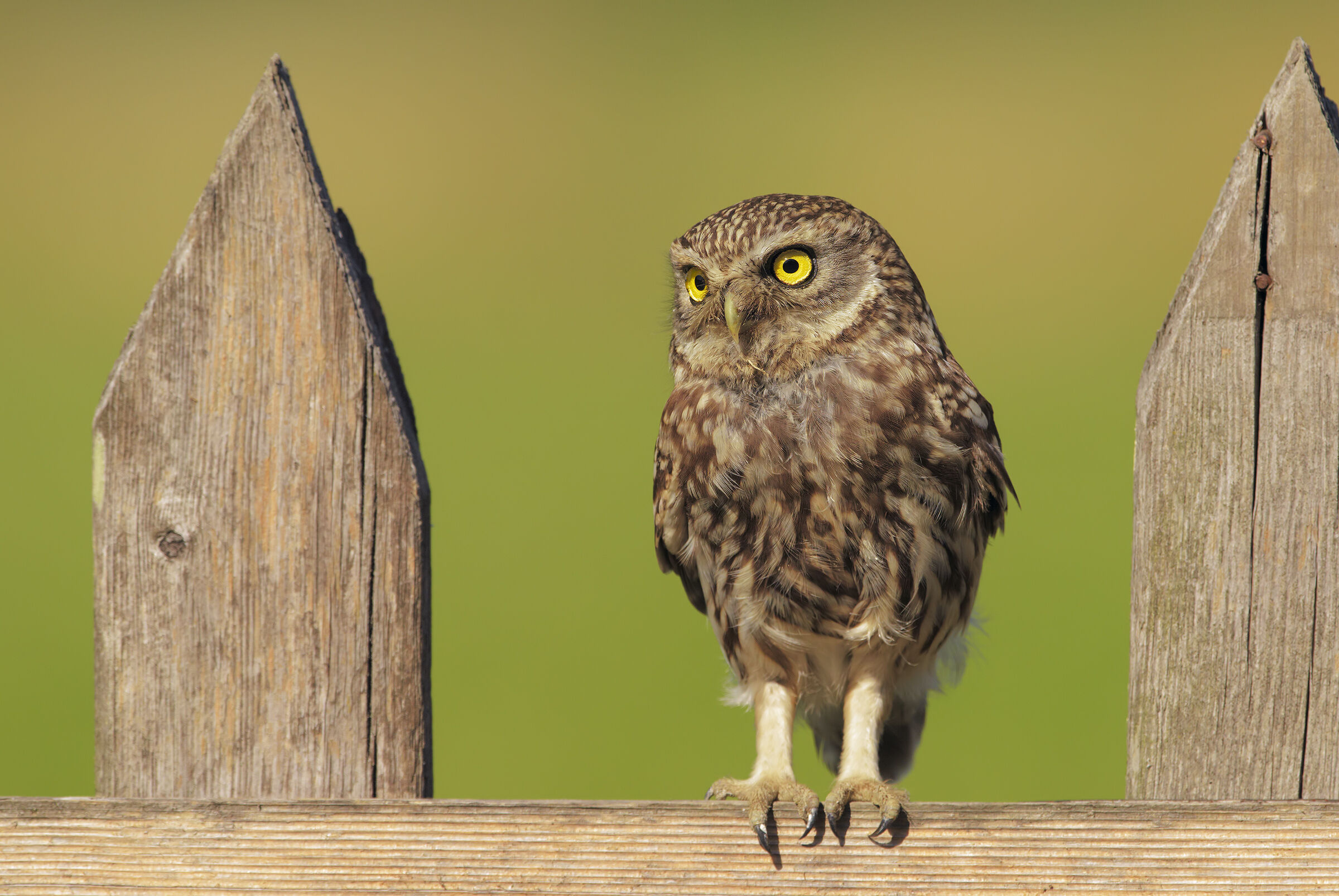 Lo steccato e la Civetta 2.0