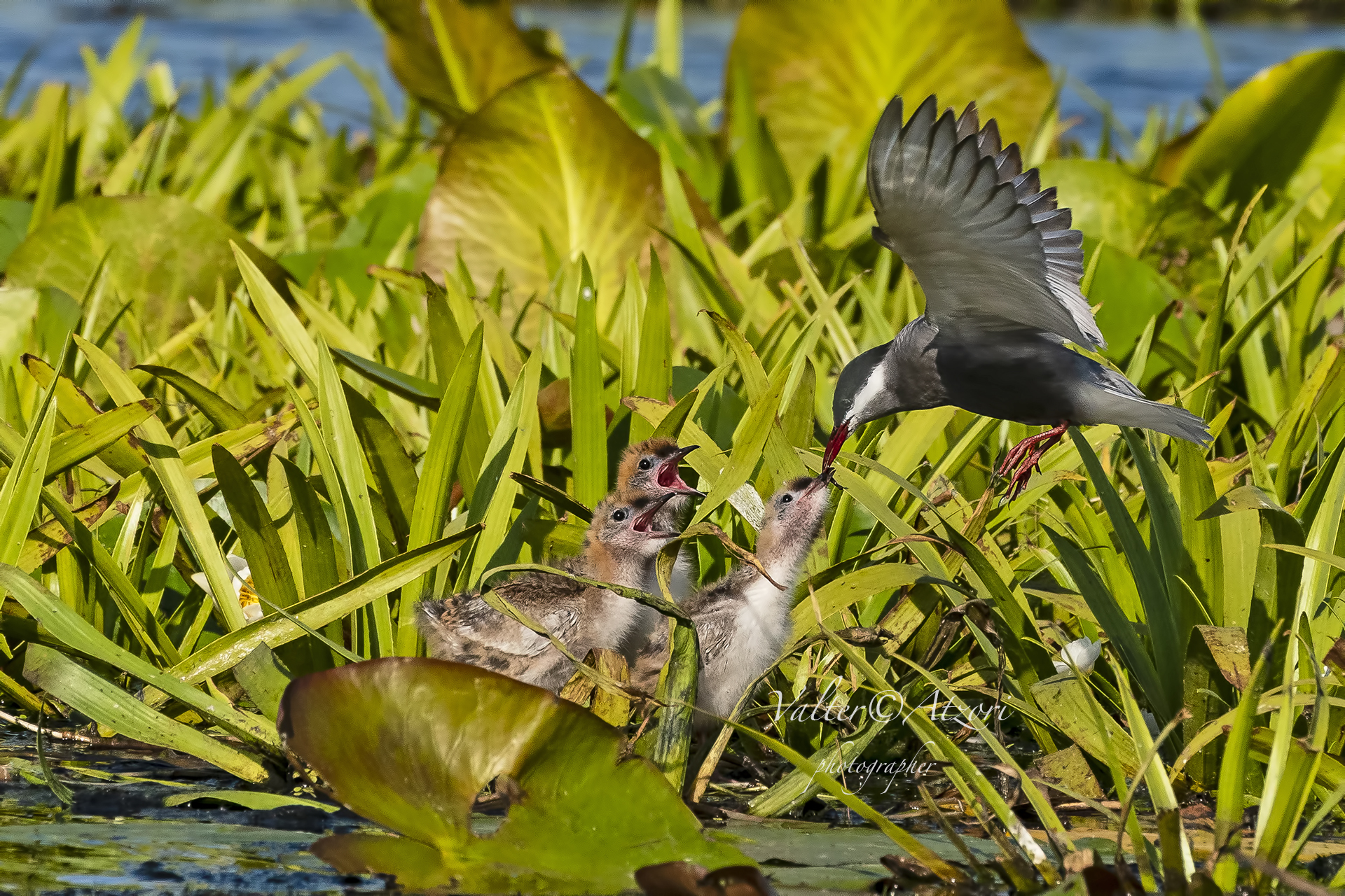 Imbeccata dei Mignattini piombati