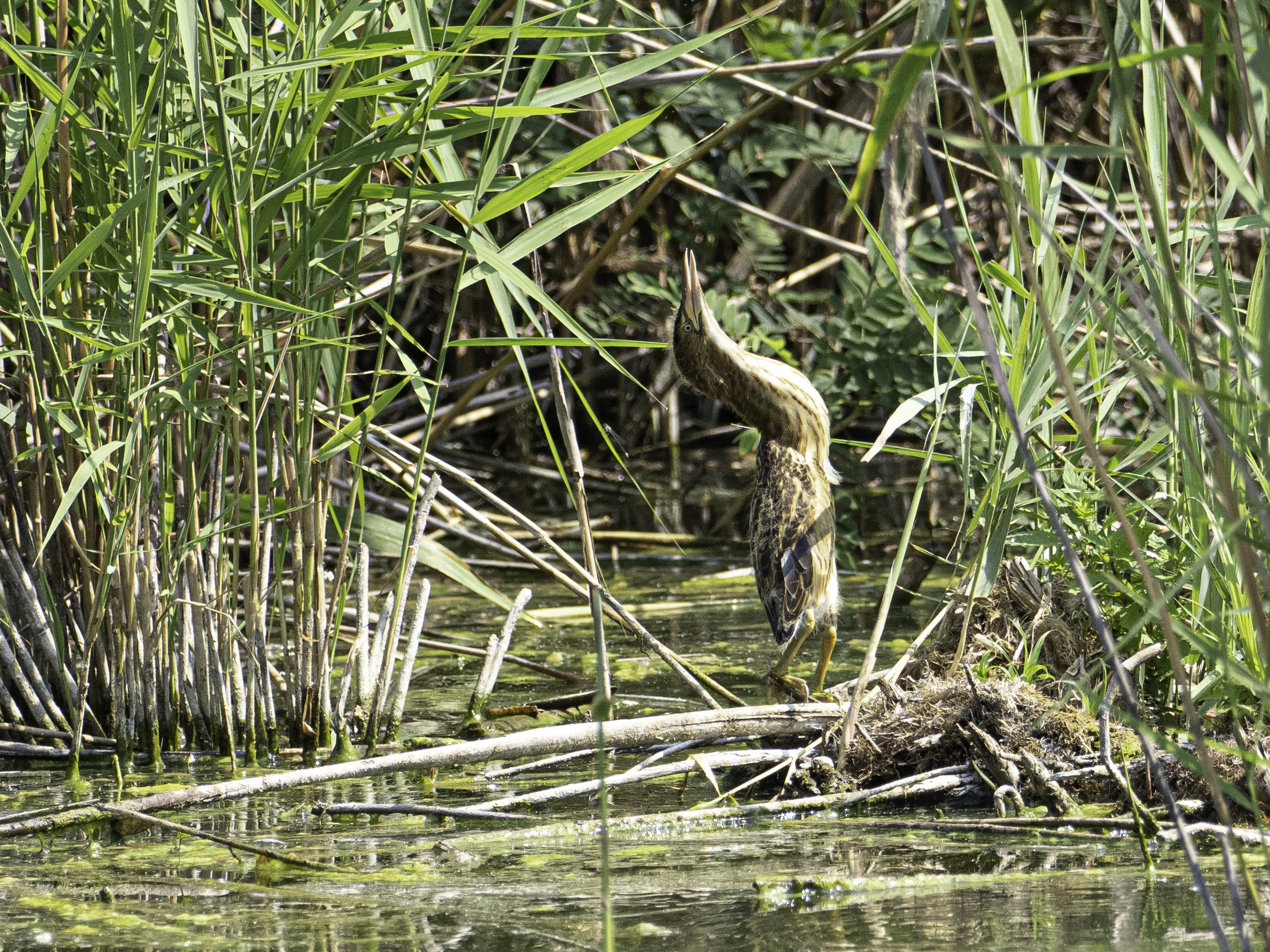 Tarabusino Contorsionismi