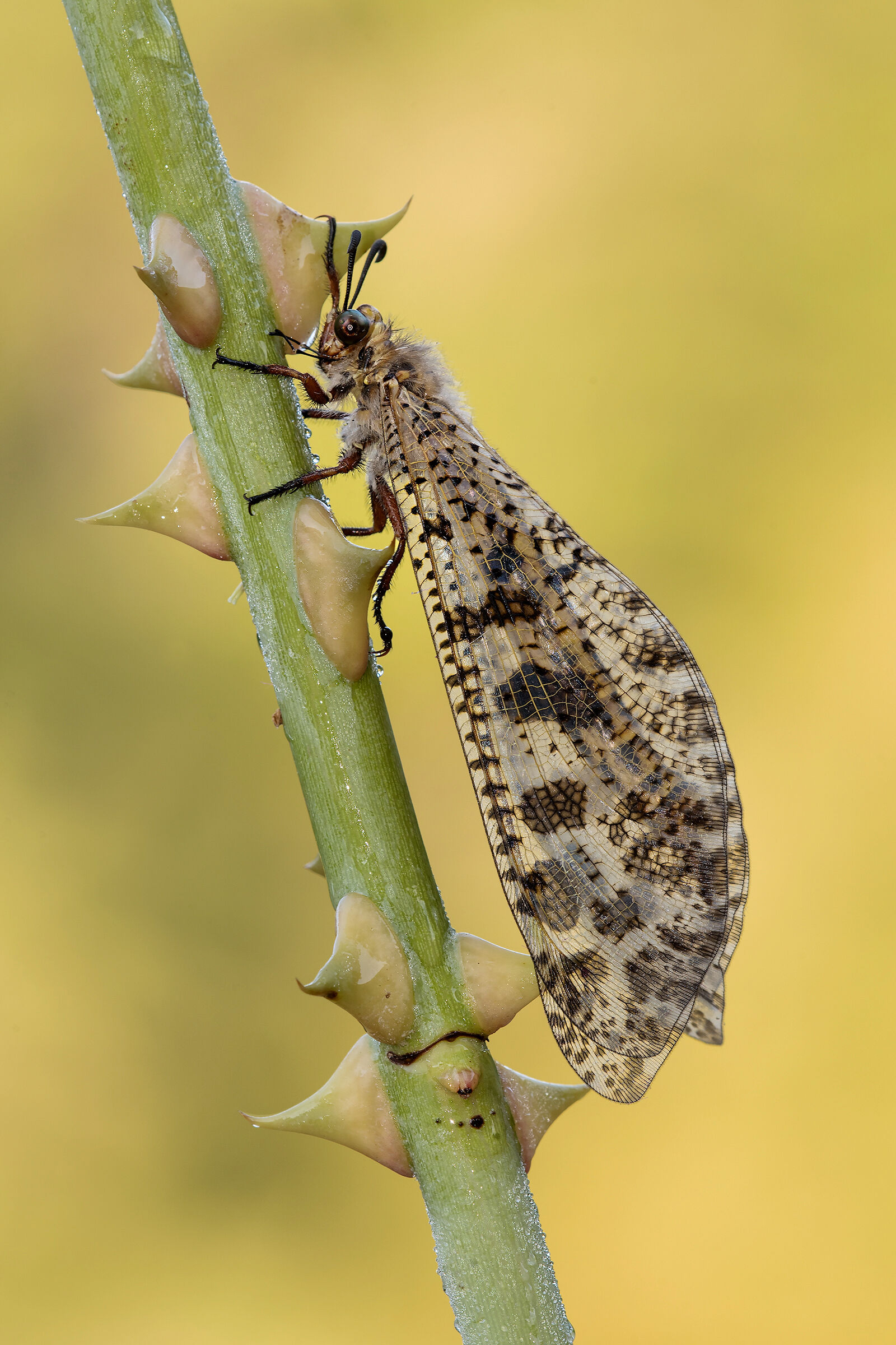 Palpares libelluloides