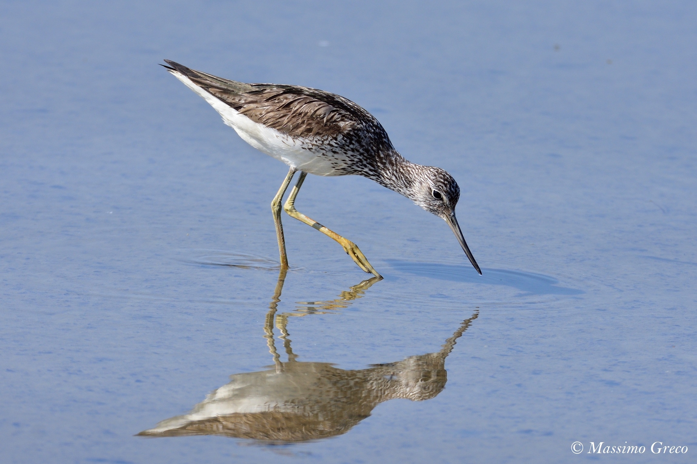 Pantana (Tringa nebularia)