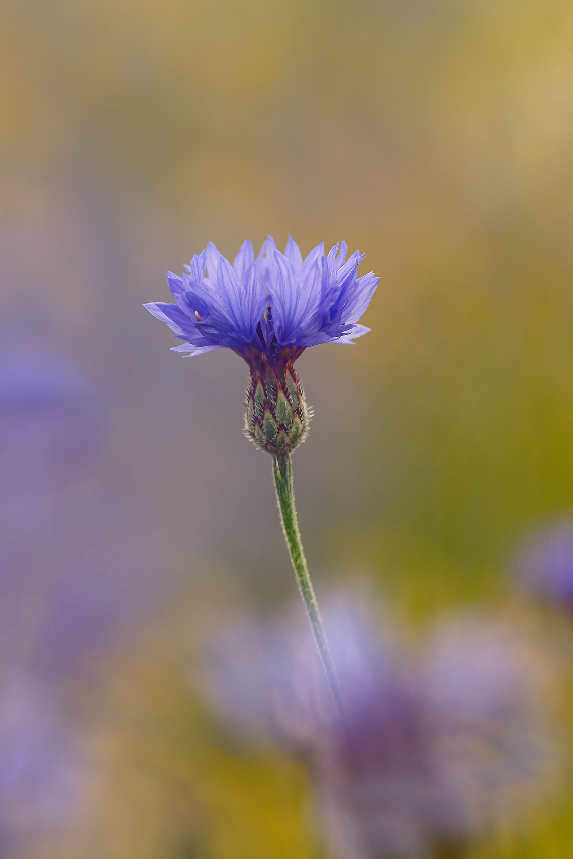 Il ritorno dei fiordalisi - 1