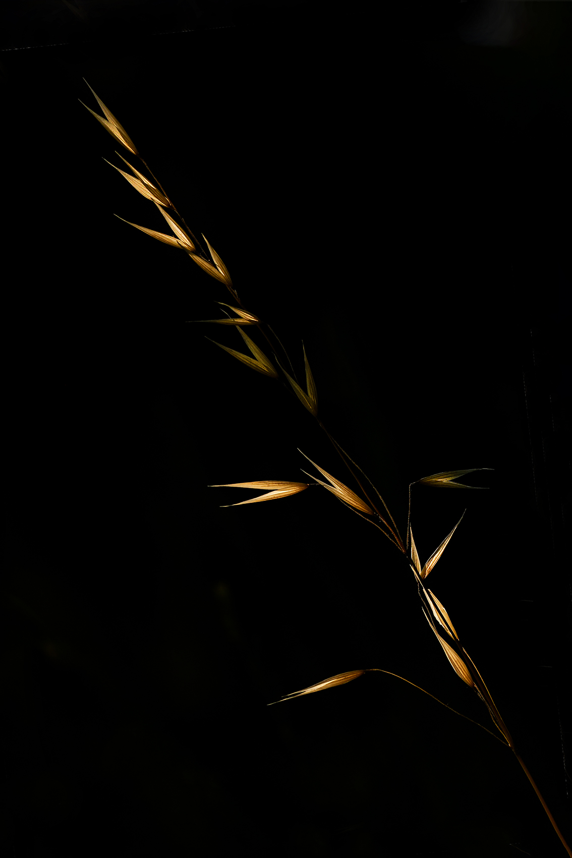 Semplicemente ... controluce